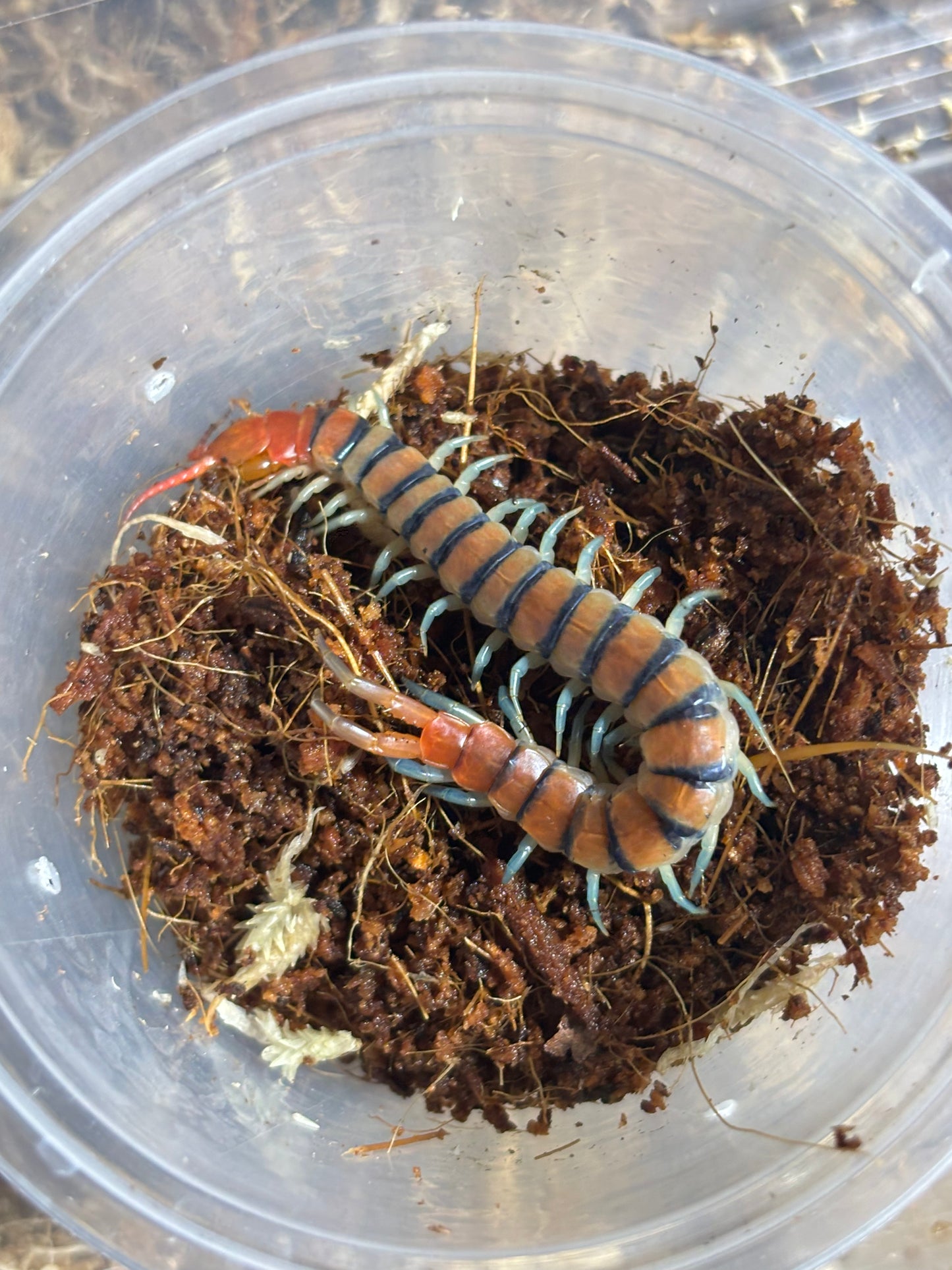 Scolopendra morsitans Mareeba area.