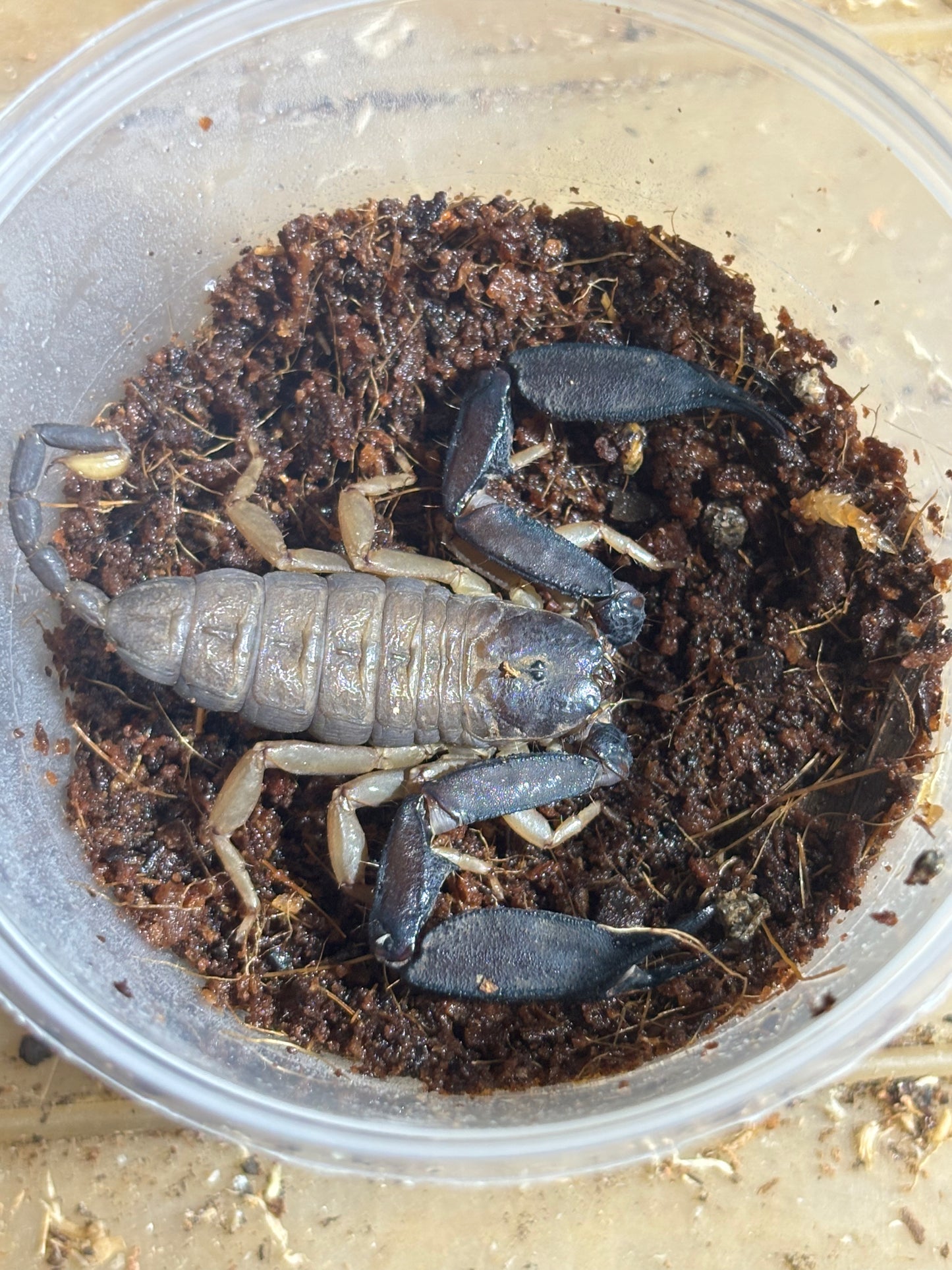 Male rainforest scorpion Cardwell.