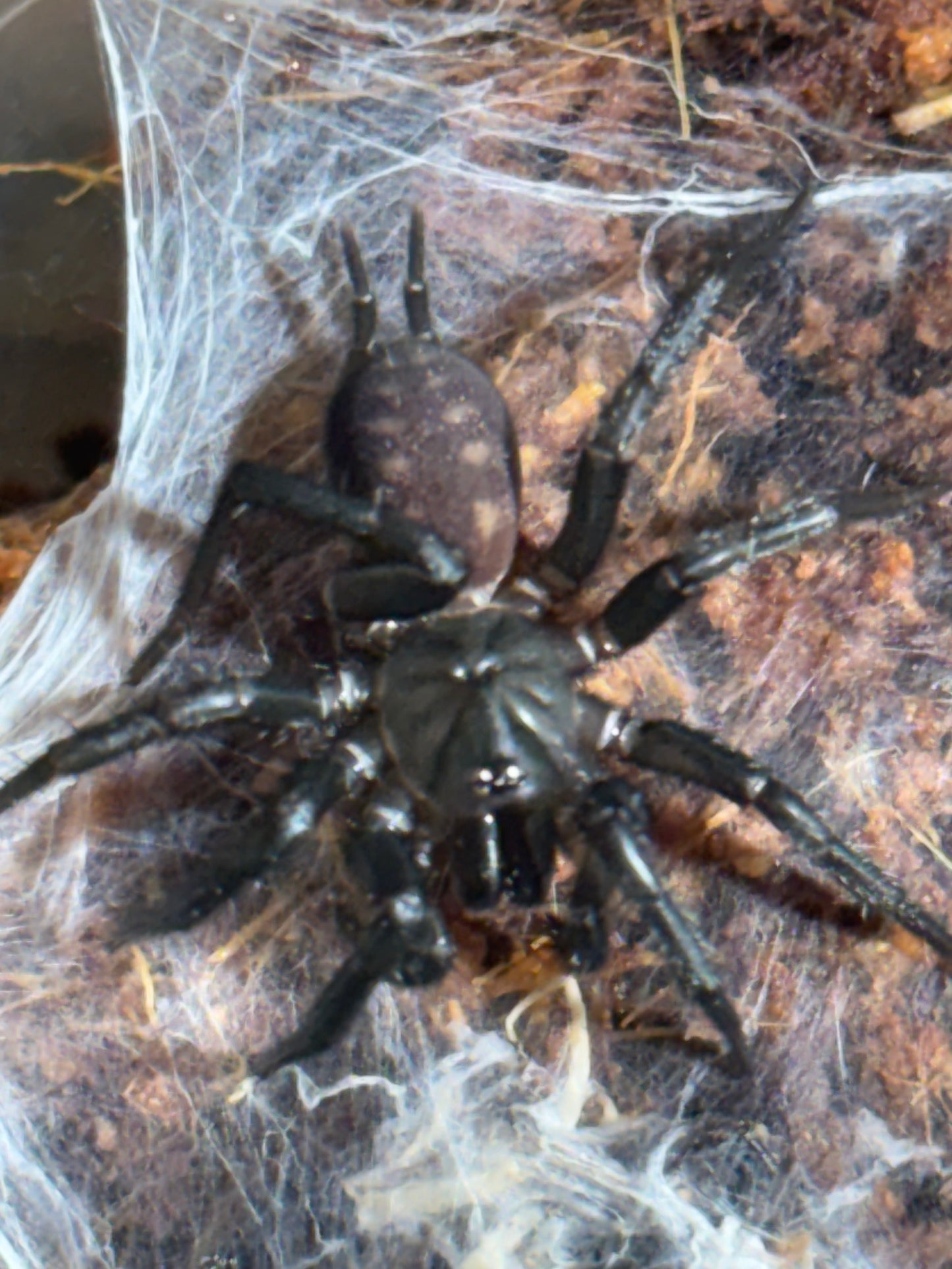 Paraembolides sp middle brother area.