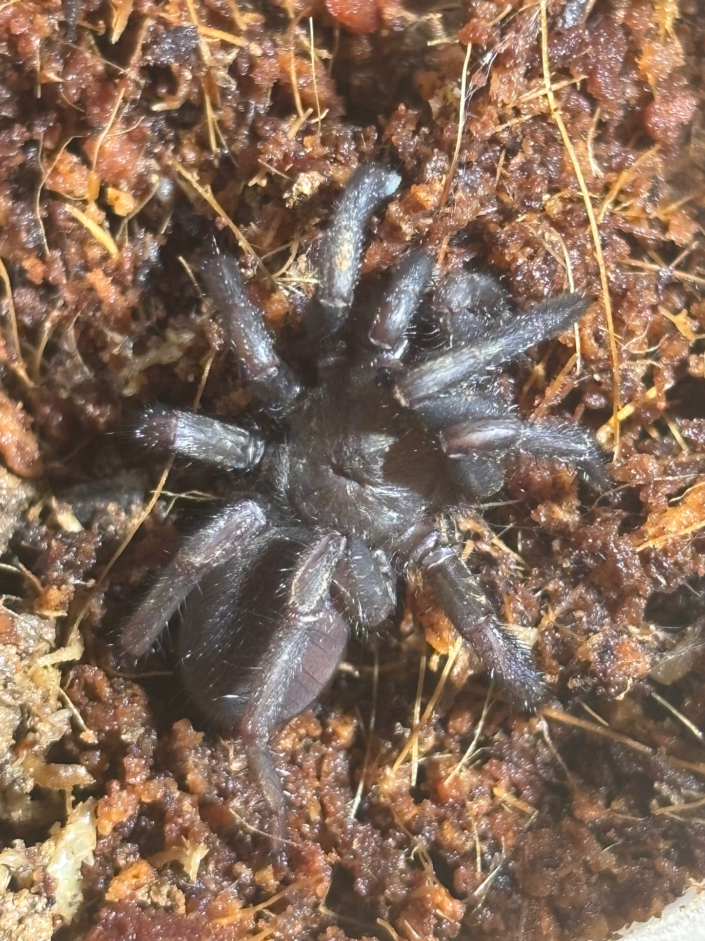 Lid building Arbanitis juvenile middle brother.