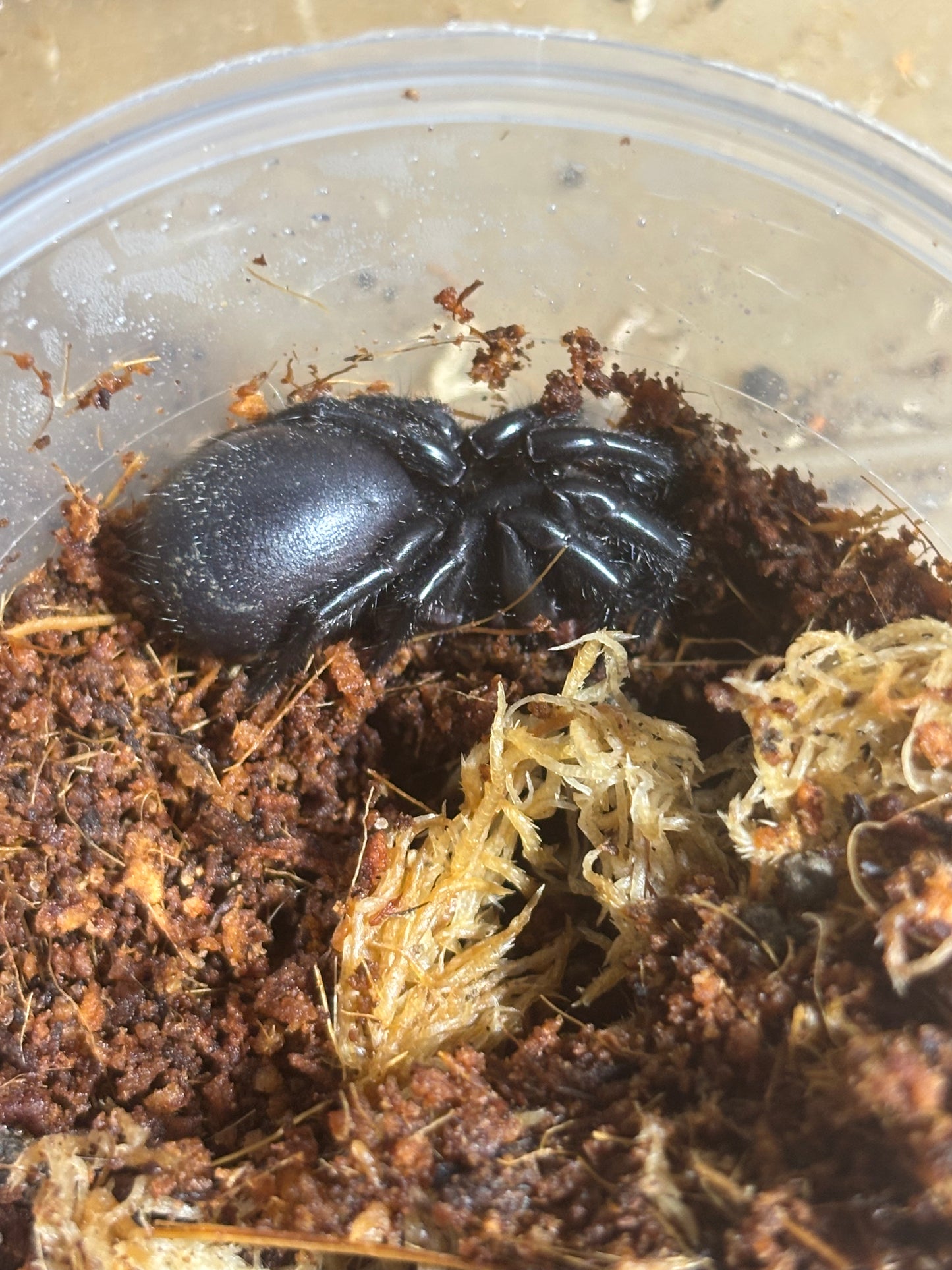 Hadronyche macquariensis.