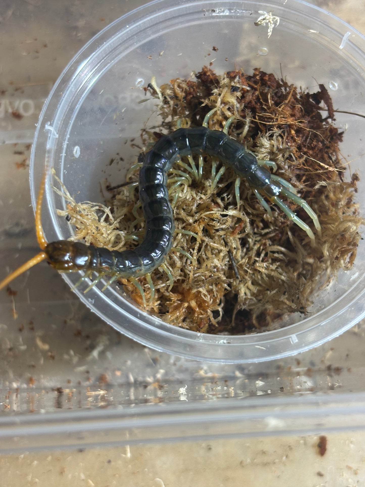 Ethmostigmus rubripes tinaroo area.