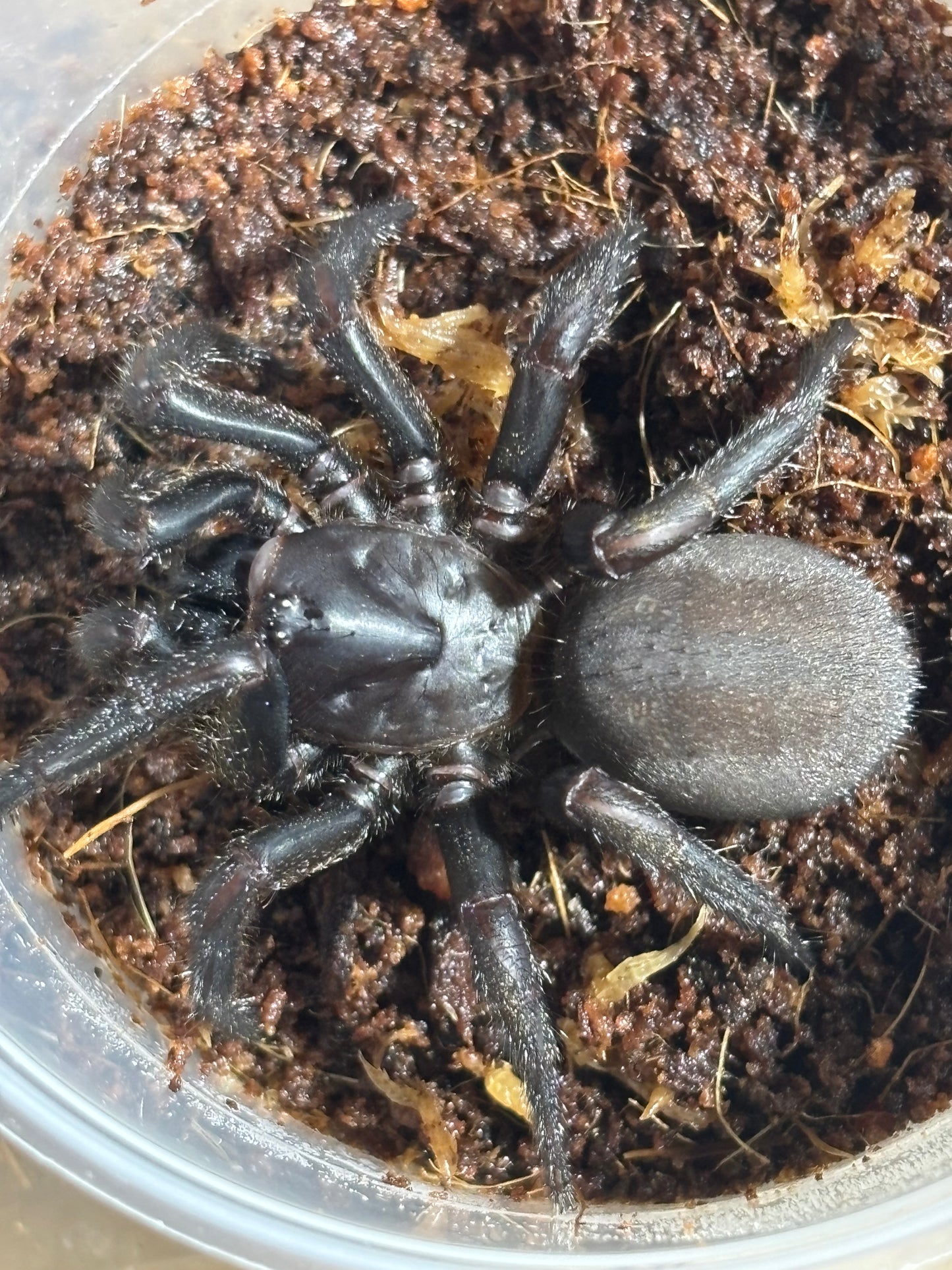 Cataxia sp3 Proserpine.