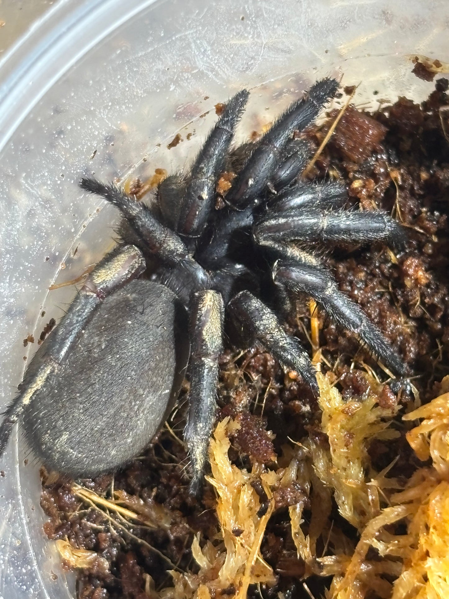 Cataxia pulleinei.