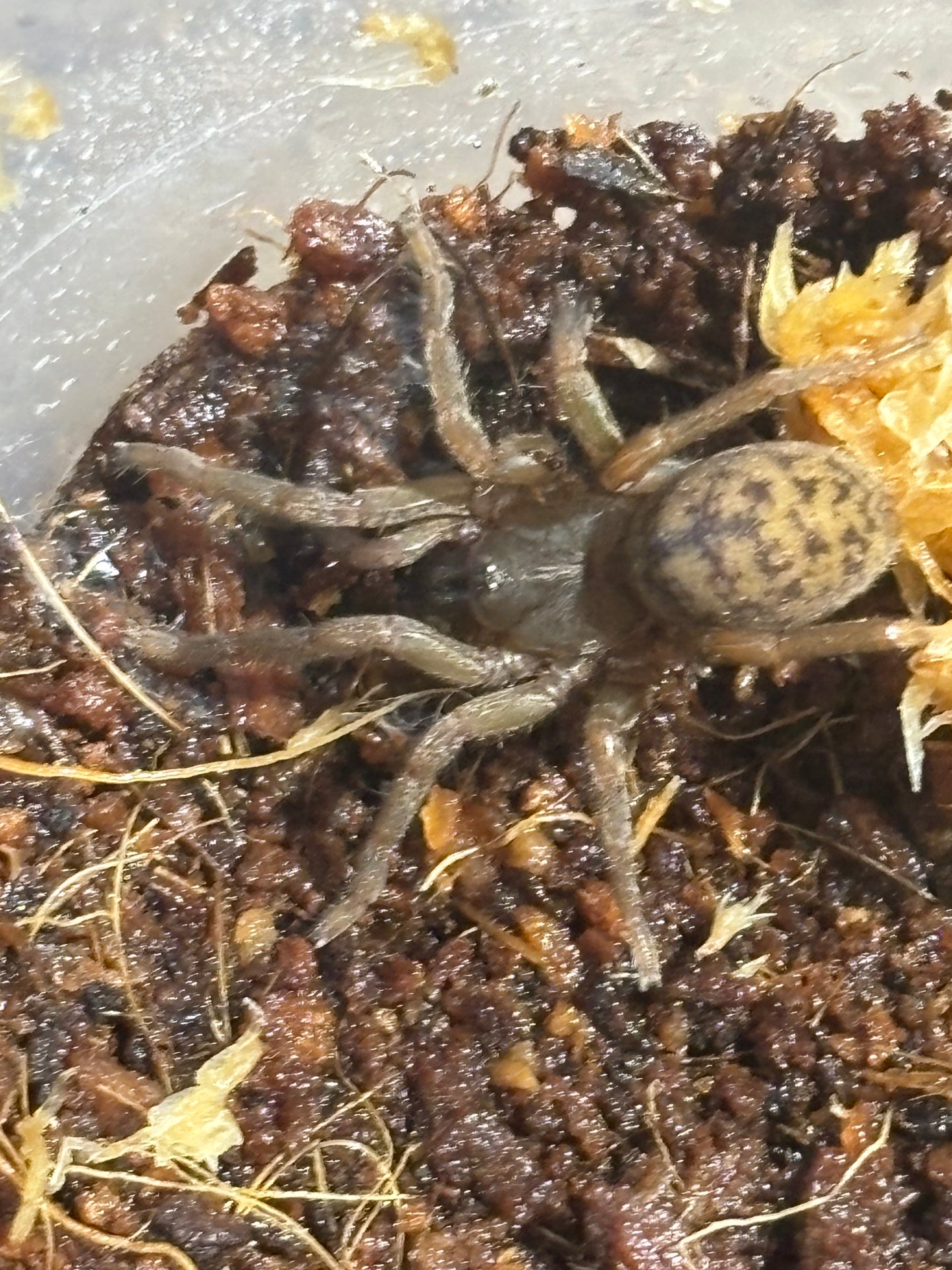Ozycripta sp Proserpine.