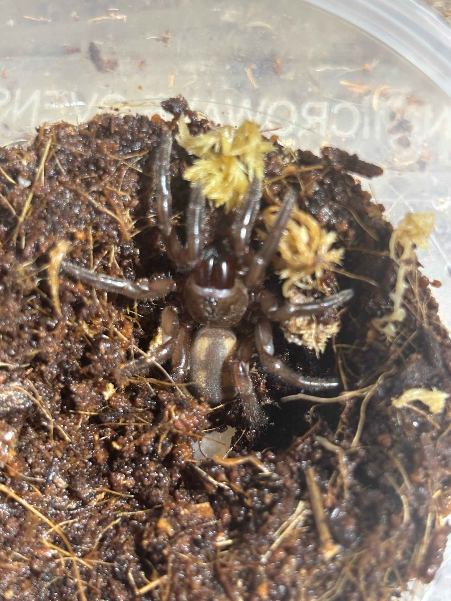 Euoplos booloumba juvenile.