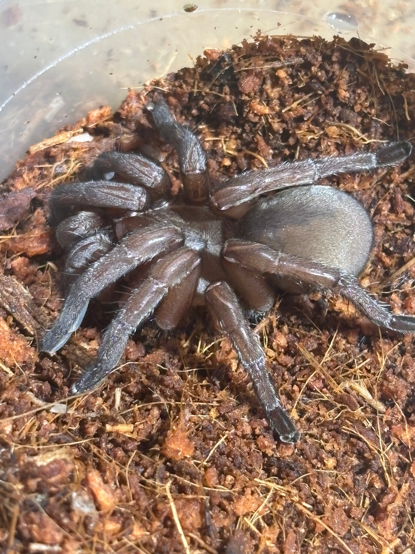 Female Zidiommata i found at Proserpine new species.