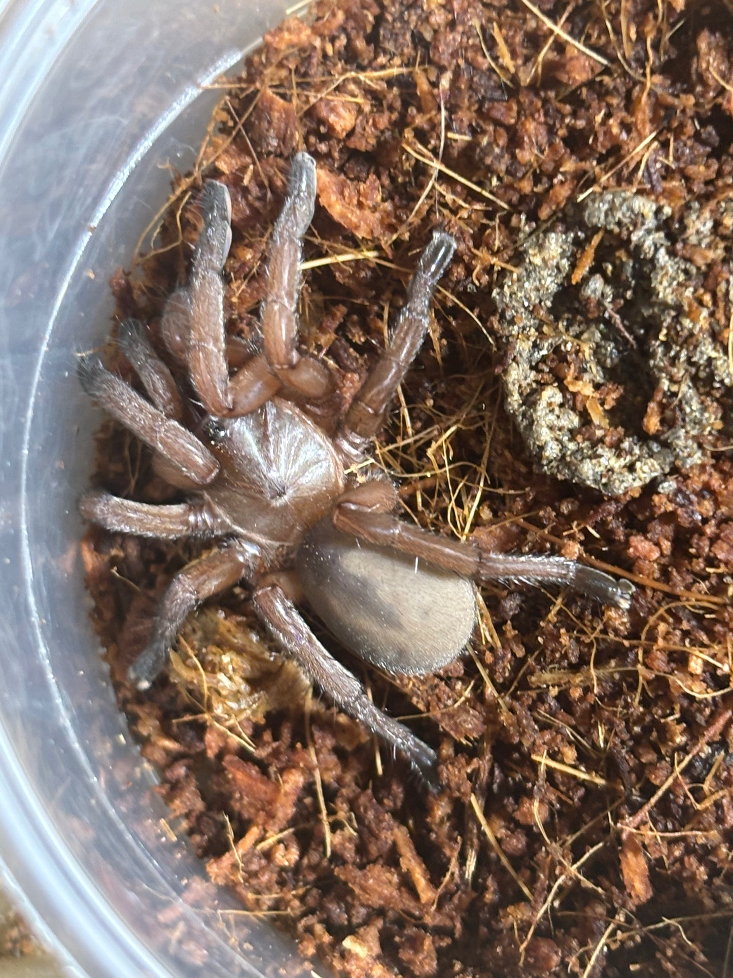 Juvenile Zidiommata i found in Proserpine are new species.