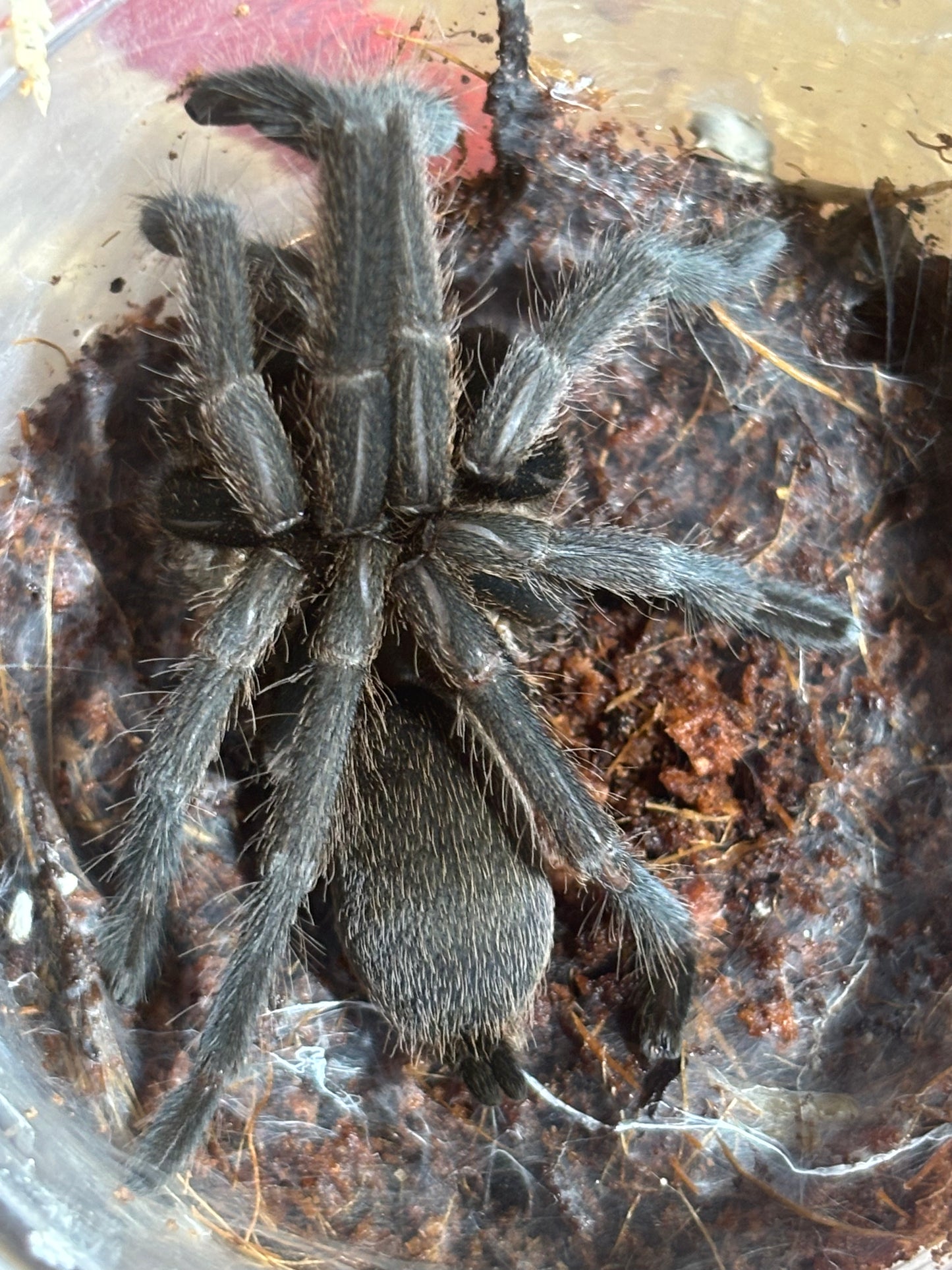 Phlogius Cooktown Goliath 80mm leg span sexed as female.