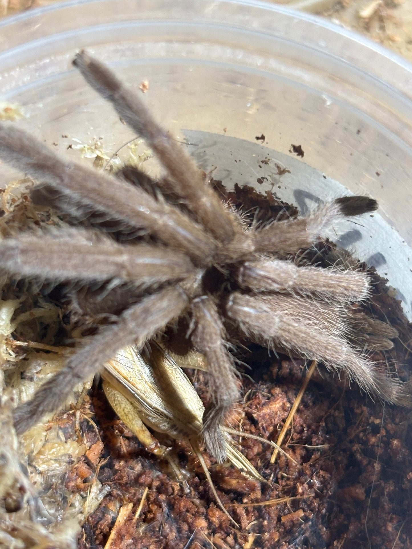 Phlogius pq113 80mm leg span sexed as female.