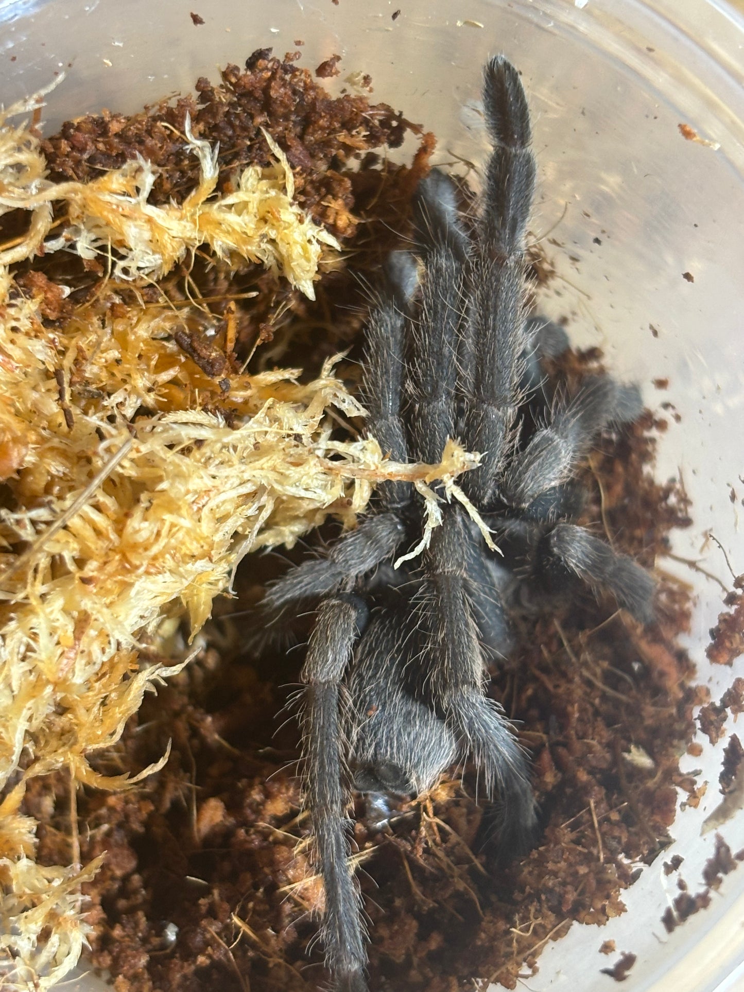 Phlogius pq113 80mm leg span.