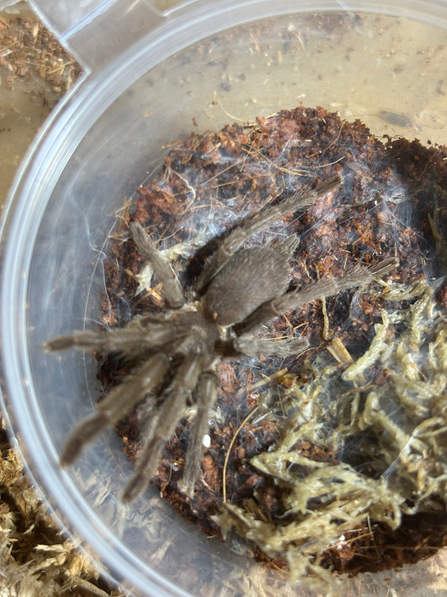 Phlogius Proserpine 50mm leg span.