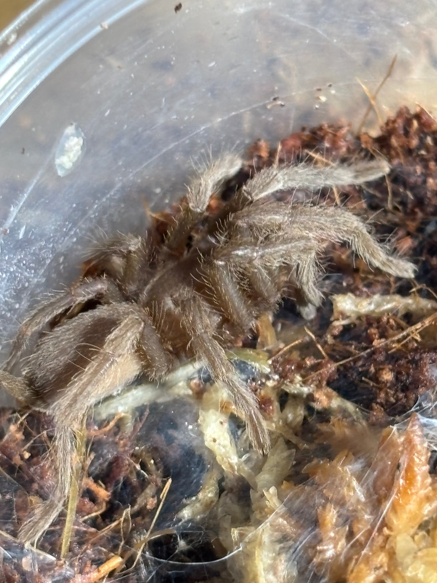 Phlogius Proserpine 30mm leg span.