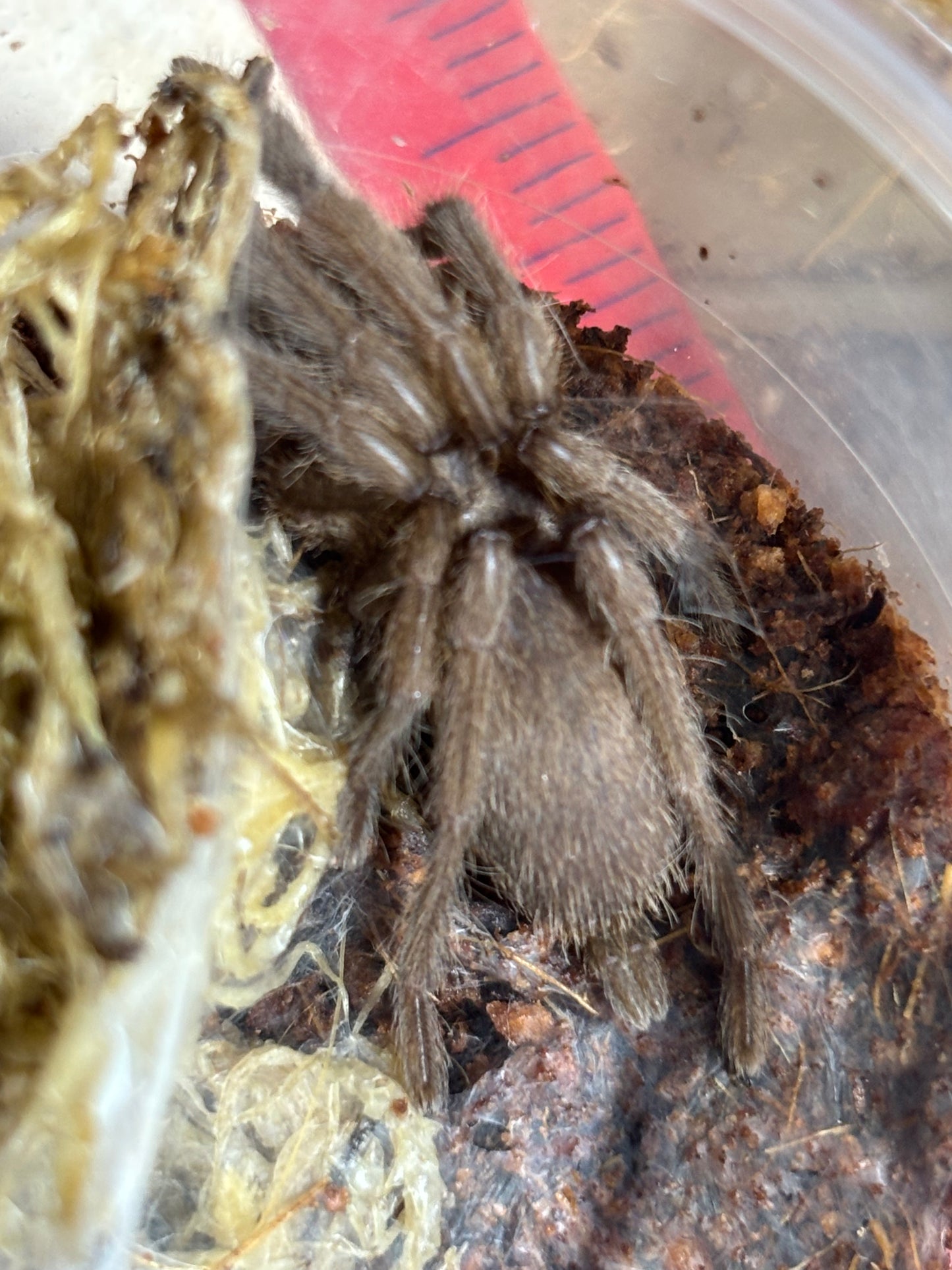 Phlogius sp black 50mm leg span.