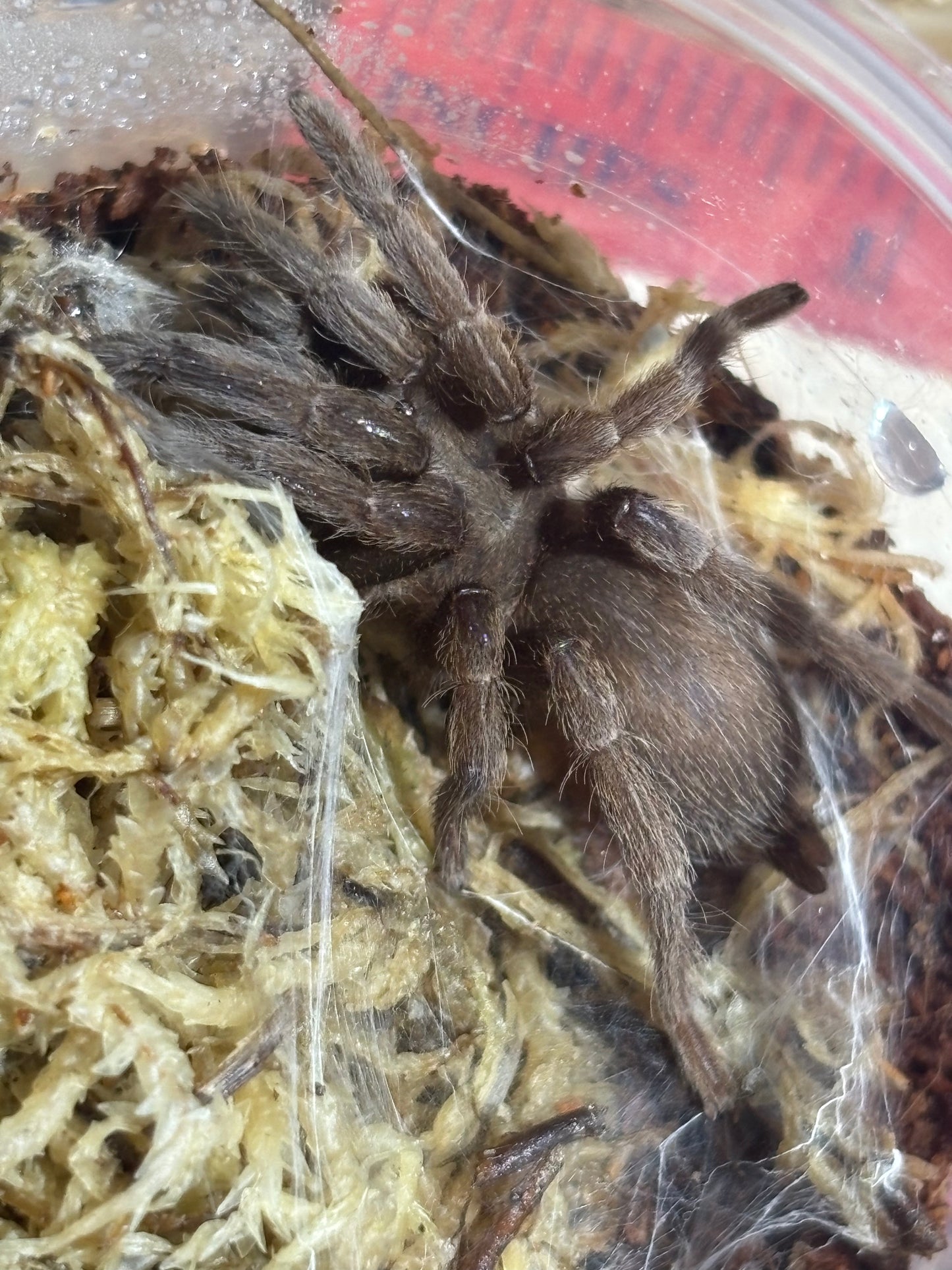Coremiocnemis tropix 50mm leg span.