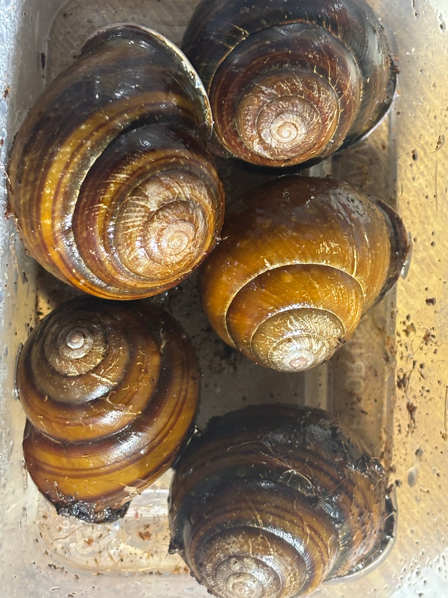 Giant Mid- Eastern snail ( Sphaerospirn sp ) large.