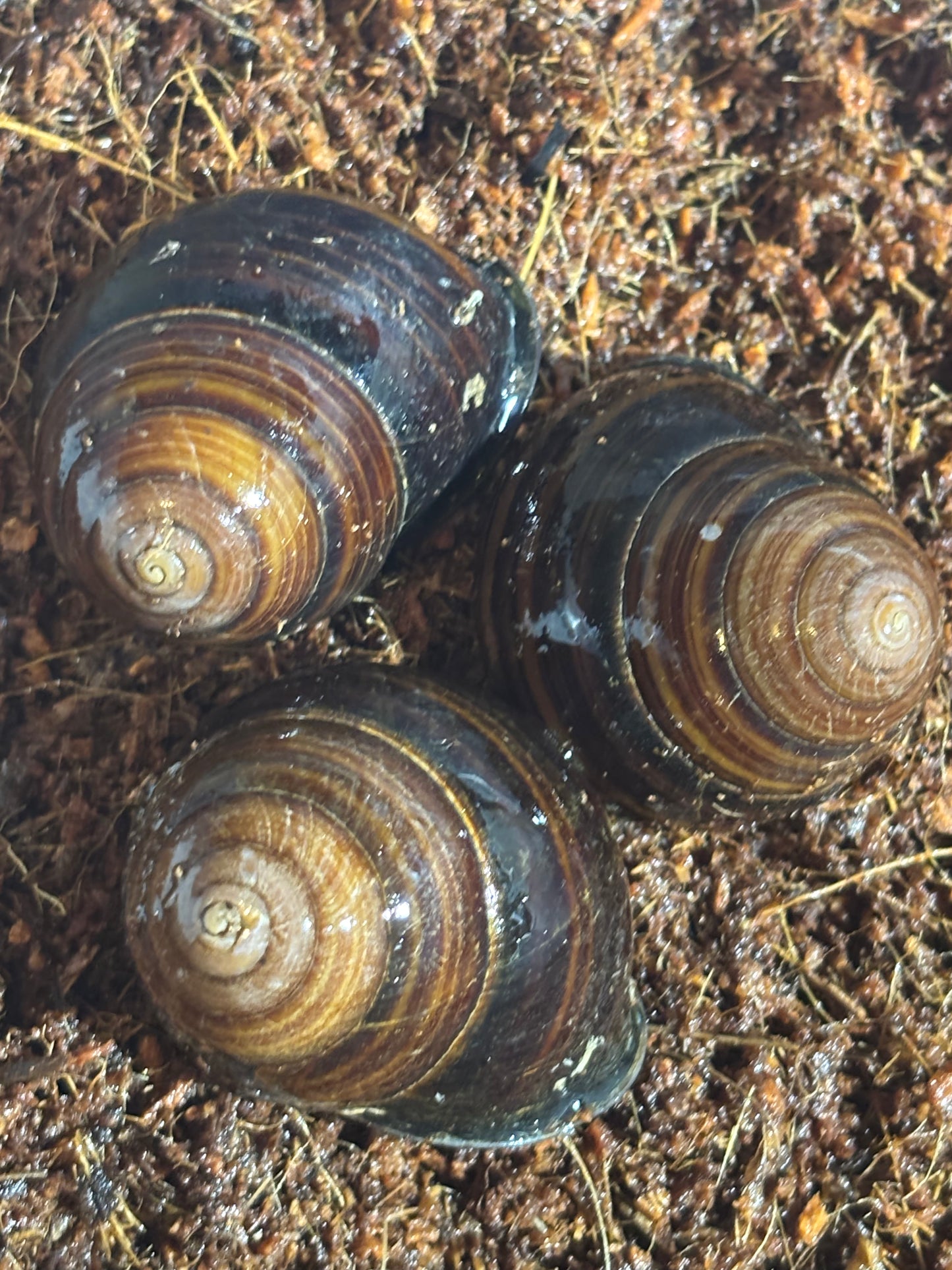Sphaerospira Blomfieldi