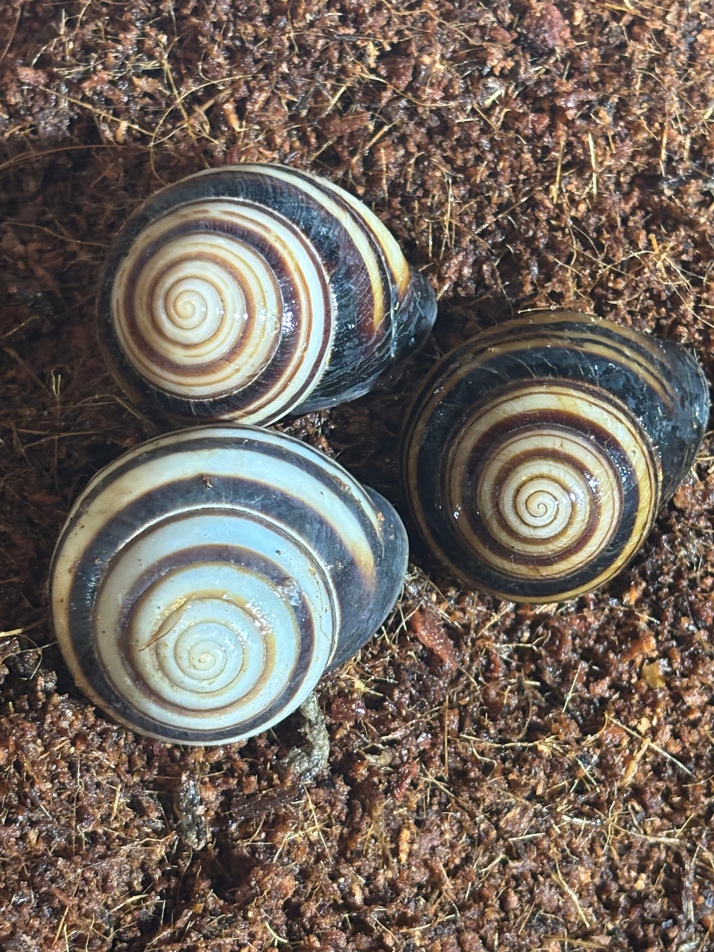 Banded snail eungella.