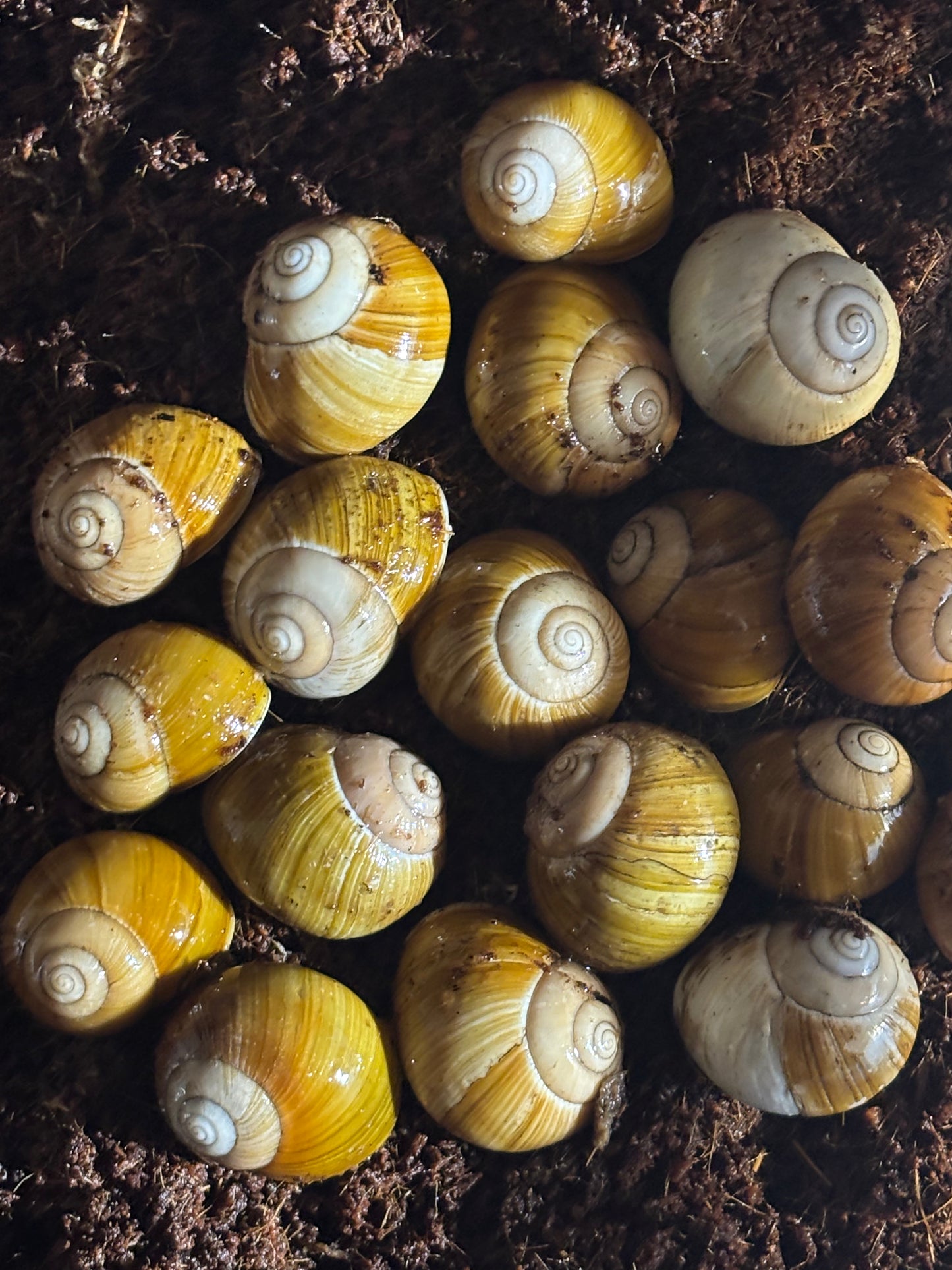 Mellon snail Watsonville.