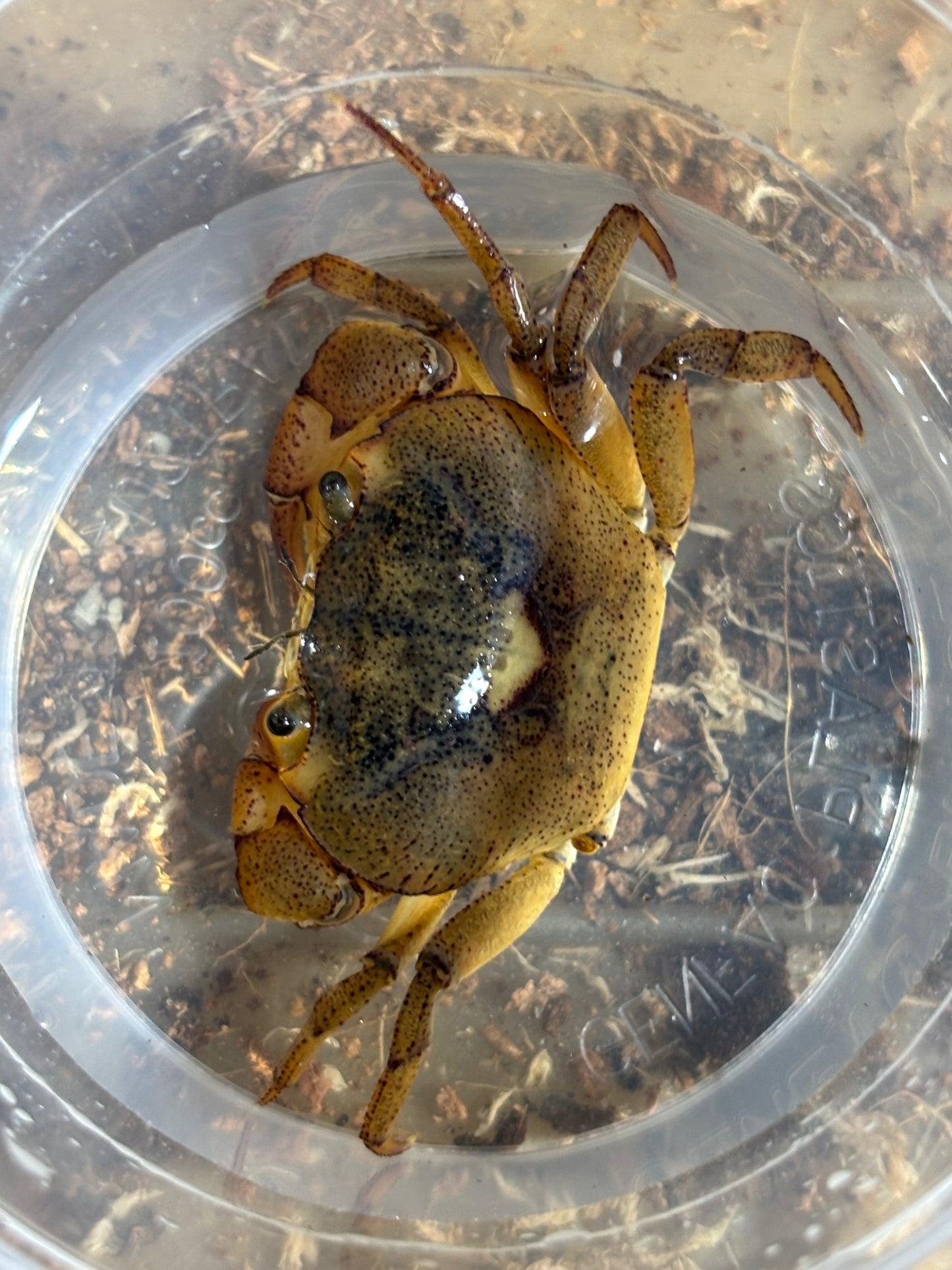 Fresh water crab Mareeba male.