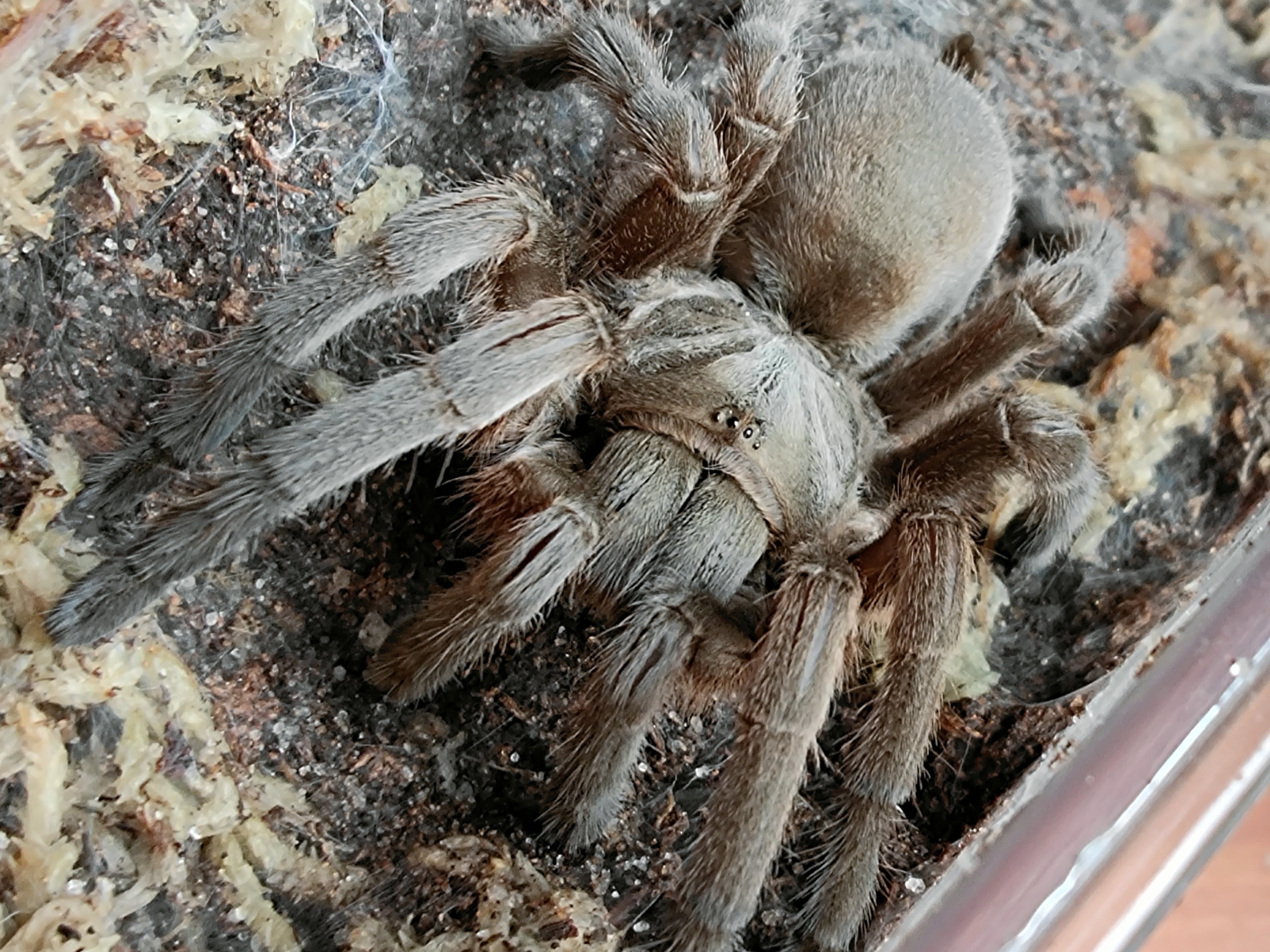 Australian tarantula selenotholus kotzman stirlingi spiders for sale