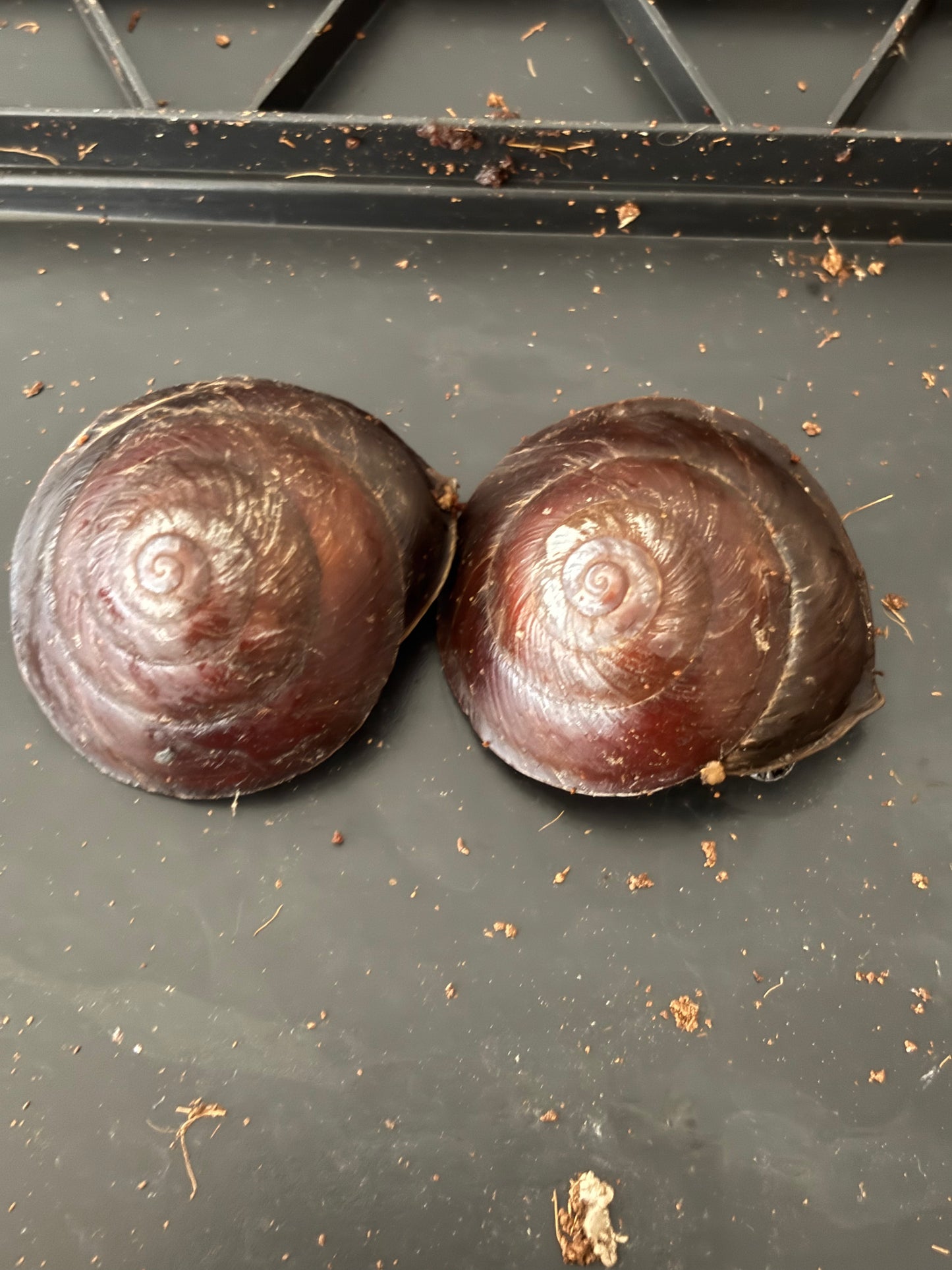 Richmond river keeled snail.