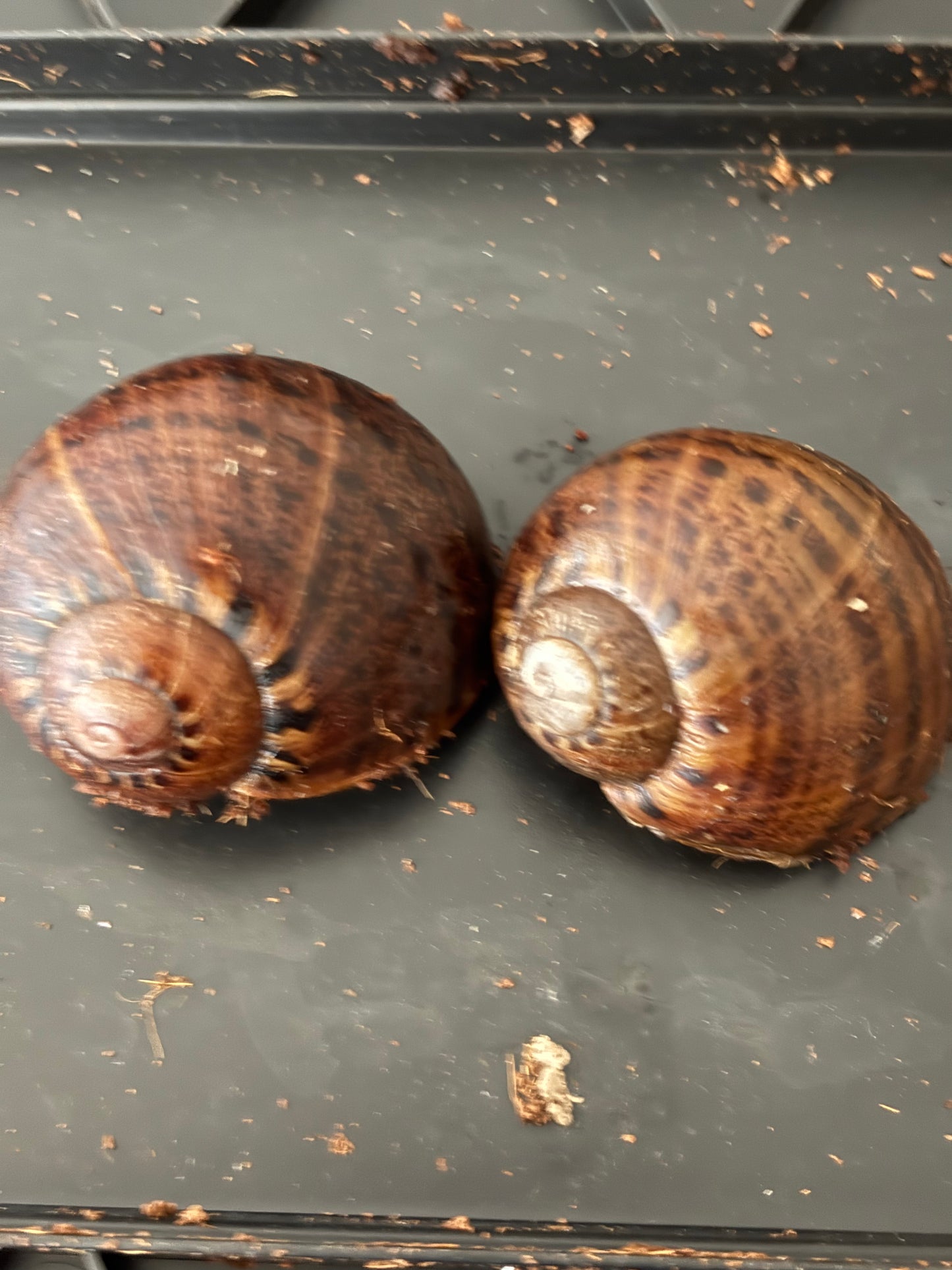 Panda snail juvenile.