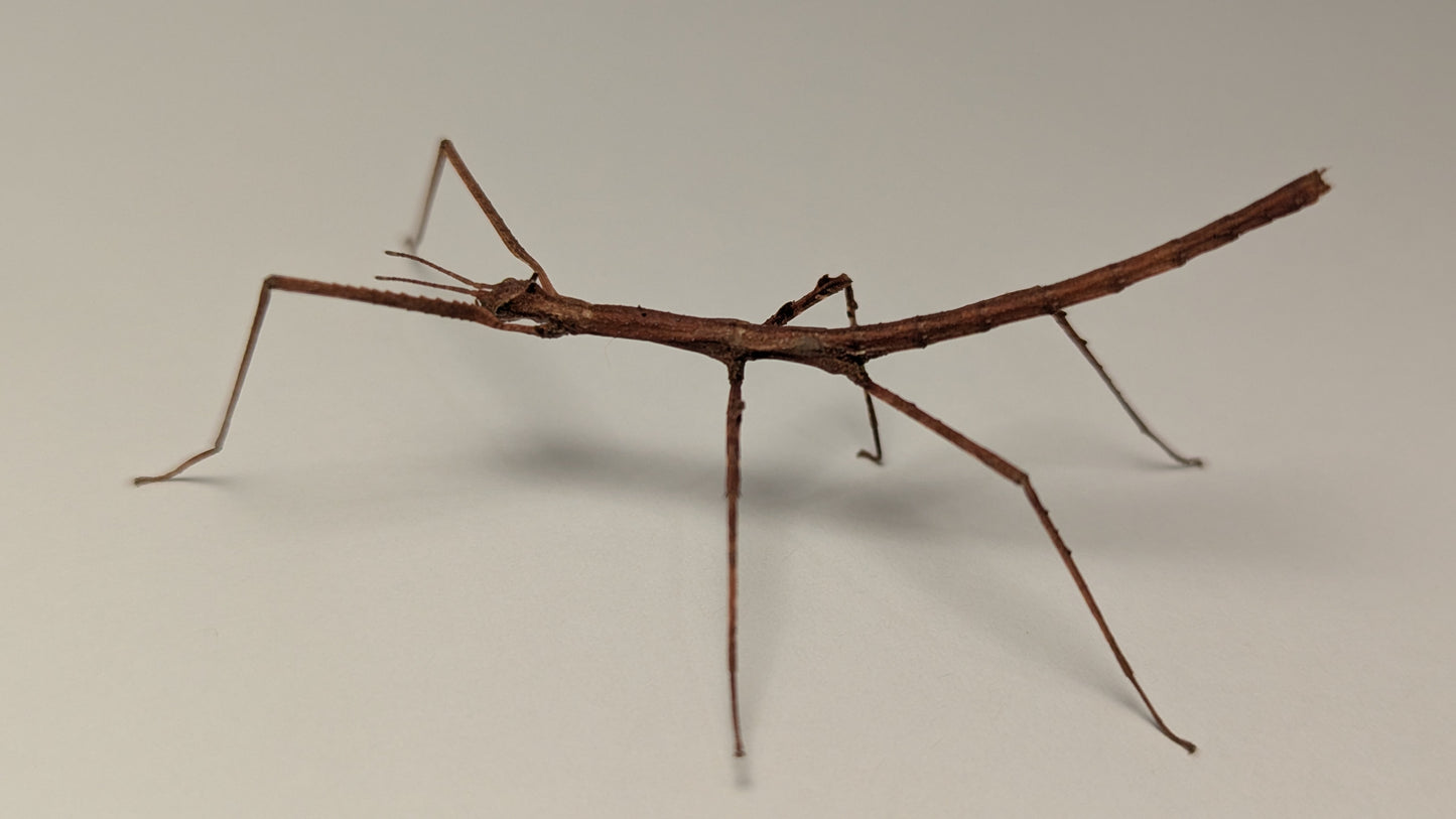 Crowned Stick Insect - Onchestus rentzi