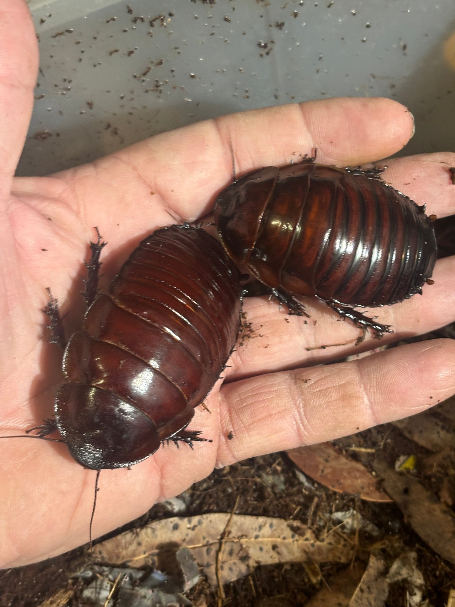 Burrowing roaches and other insects.