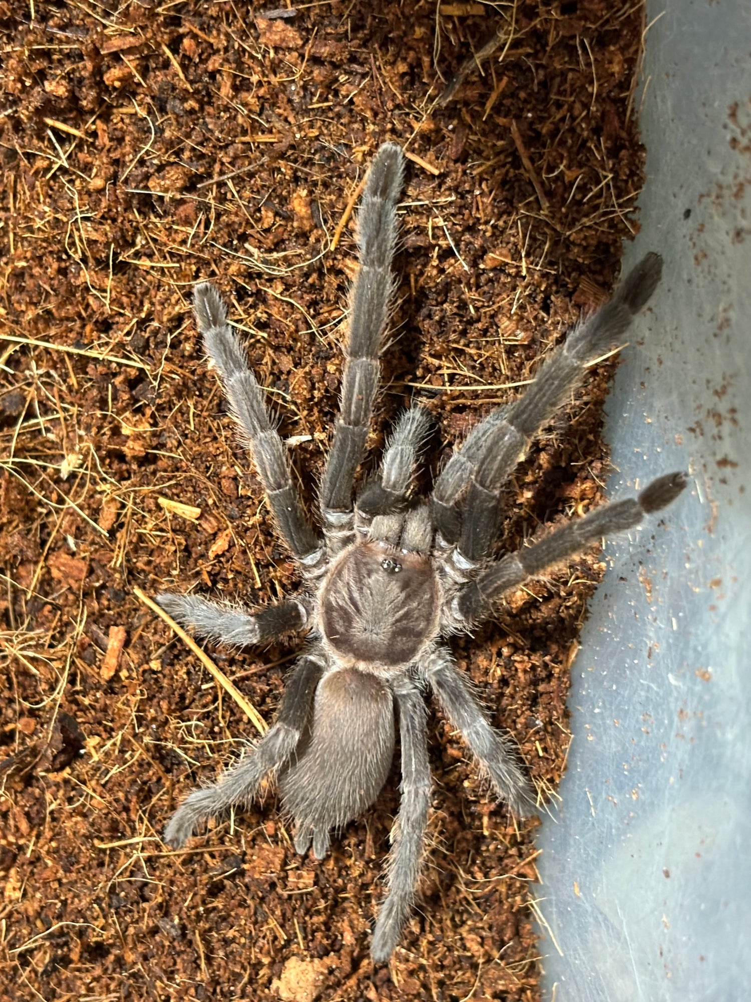 Tarantula captive bred and raised juveniles 40mm  leg span plus.