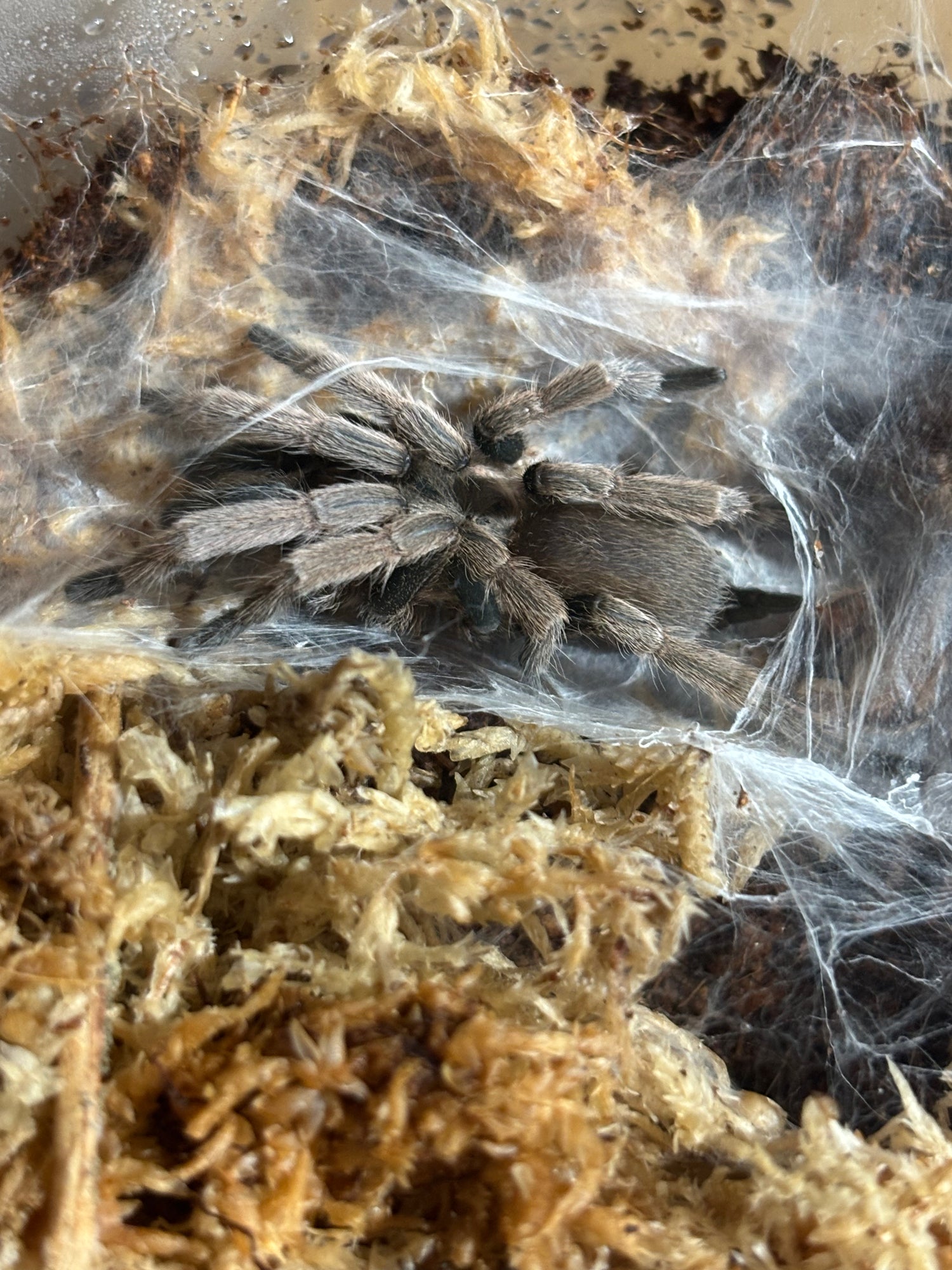 Male Tarantulas mature and juvenile.
