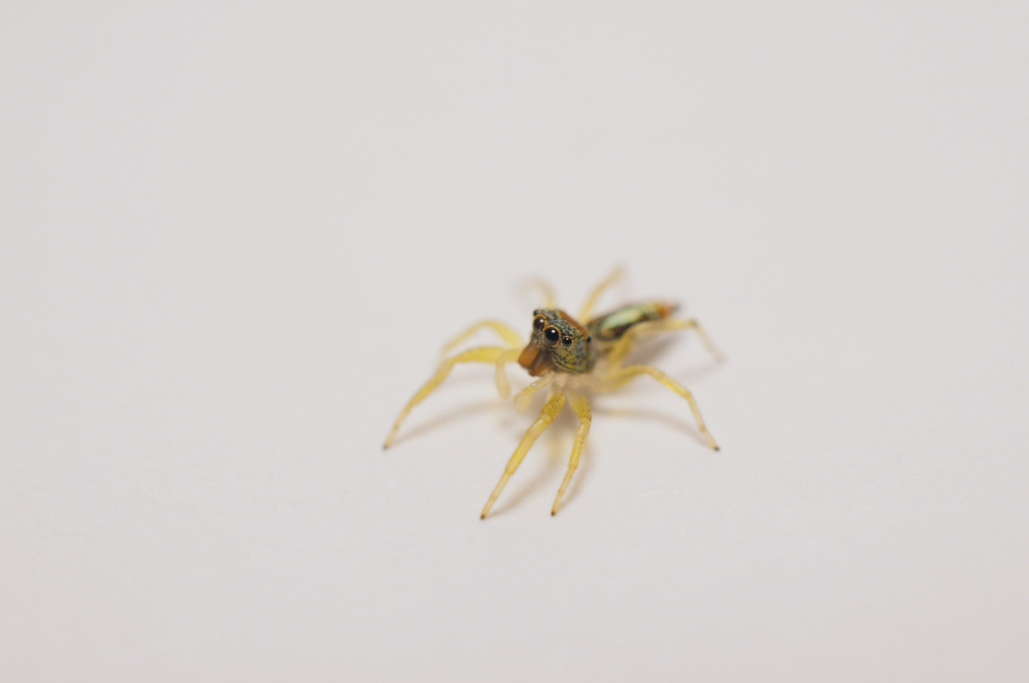 Spiders - Southern Invertebrates 2.0