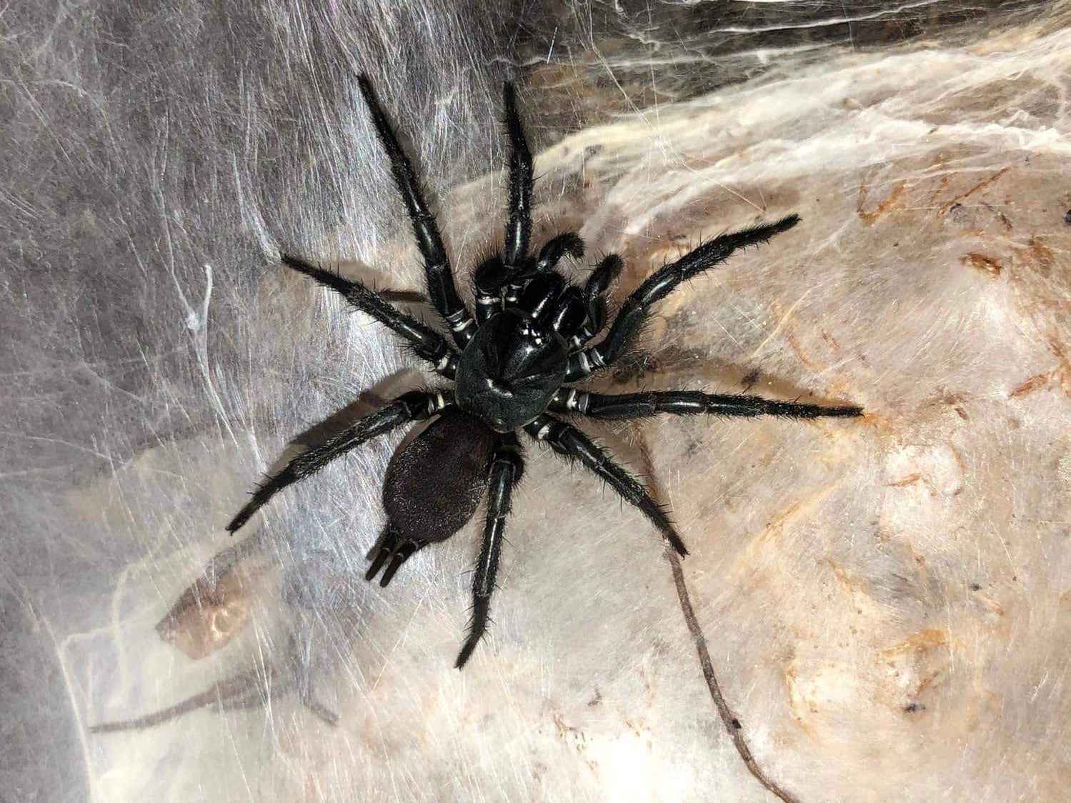 Funnel webs, Mouse spiders and Curtain Webs.