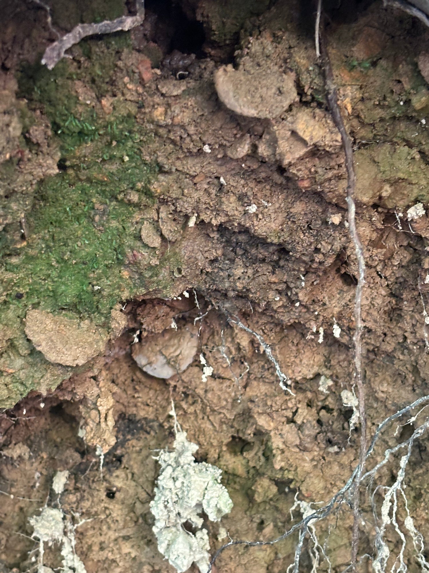 Lid Building Trapdoors