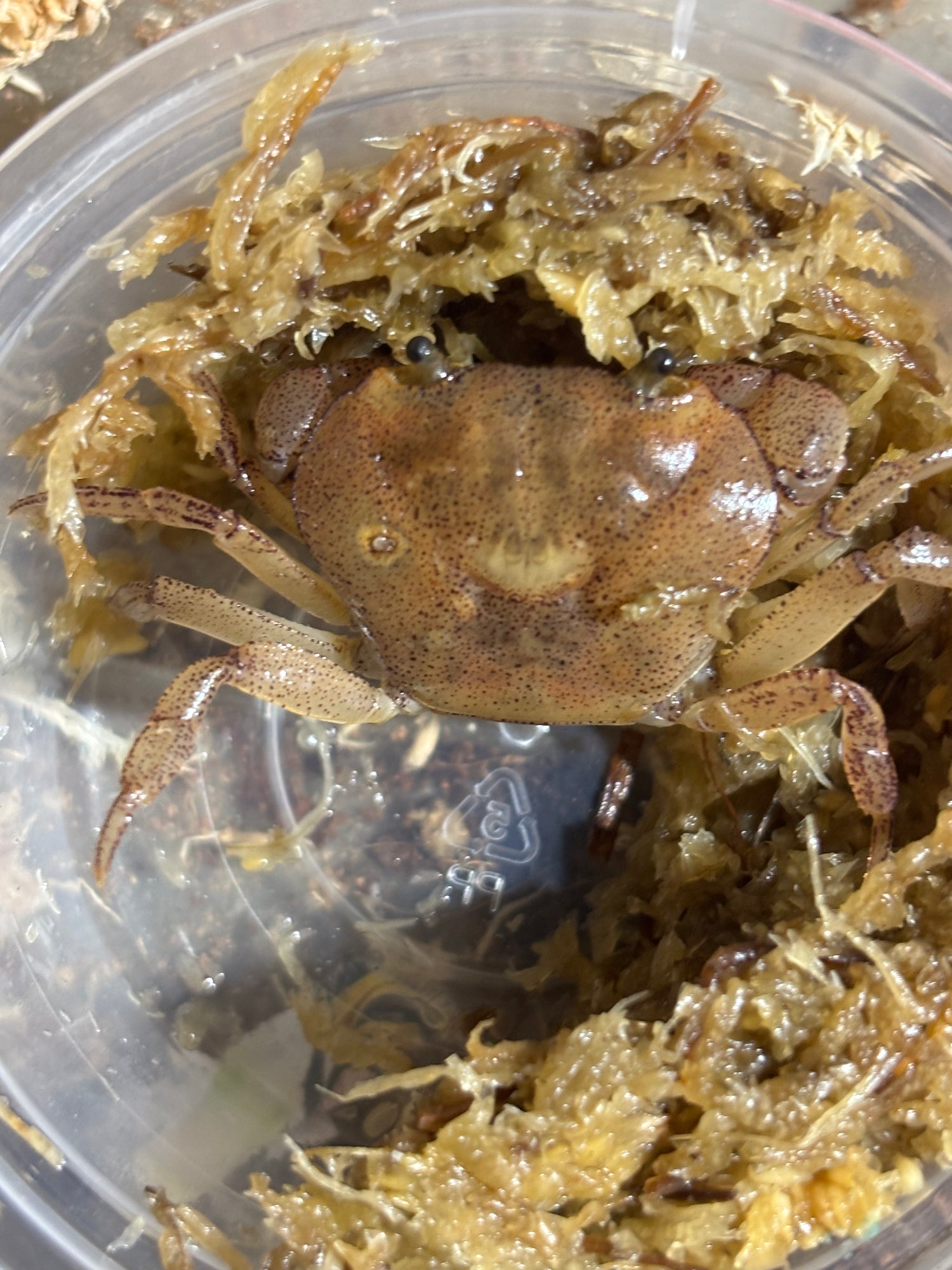 Giant burrowing roaches and other insects and crabs.