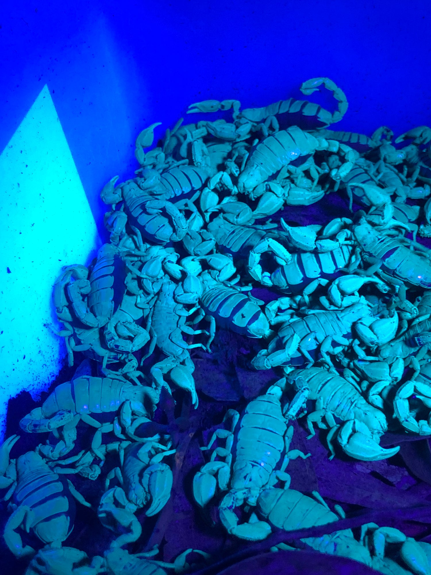 Scorpions and whip scorpions.