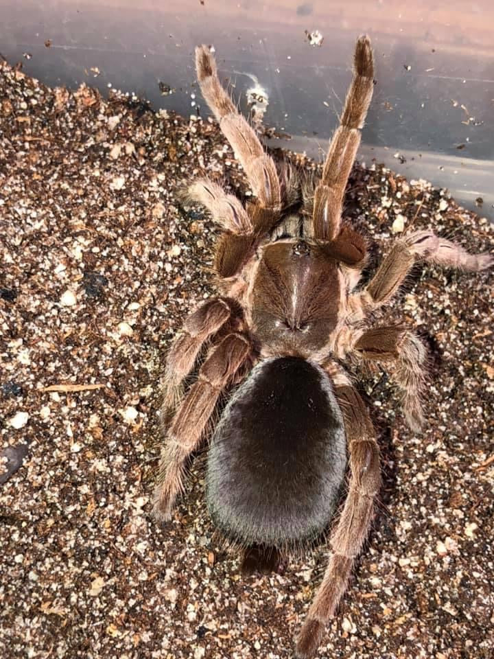 Tarantula adults.