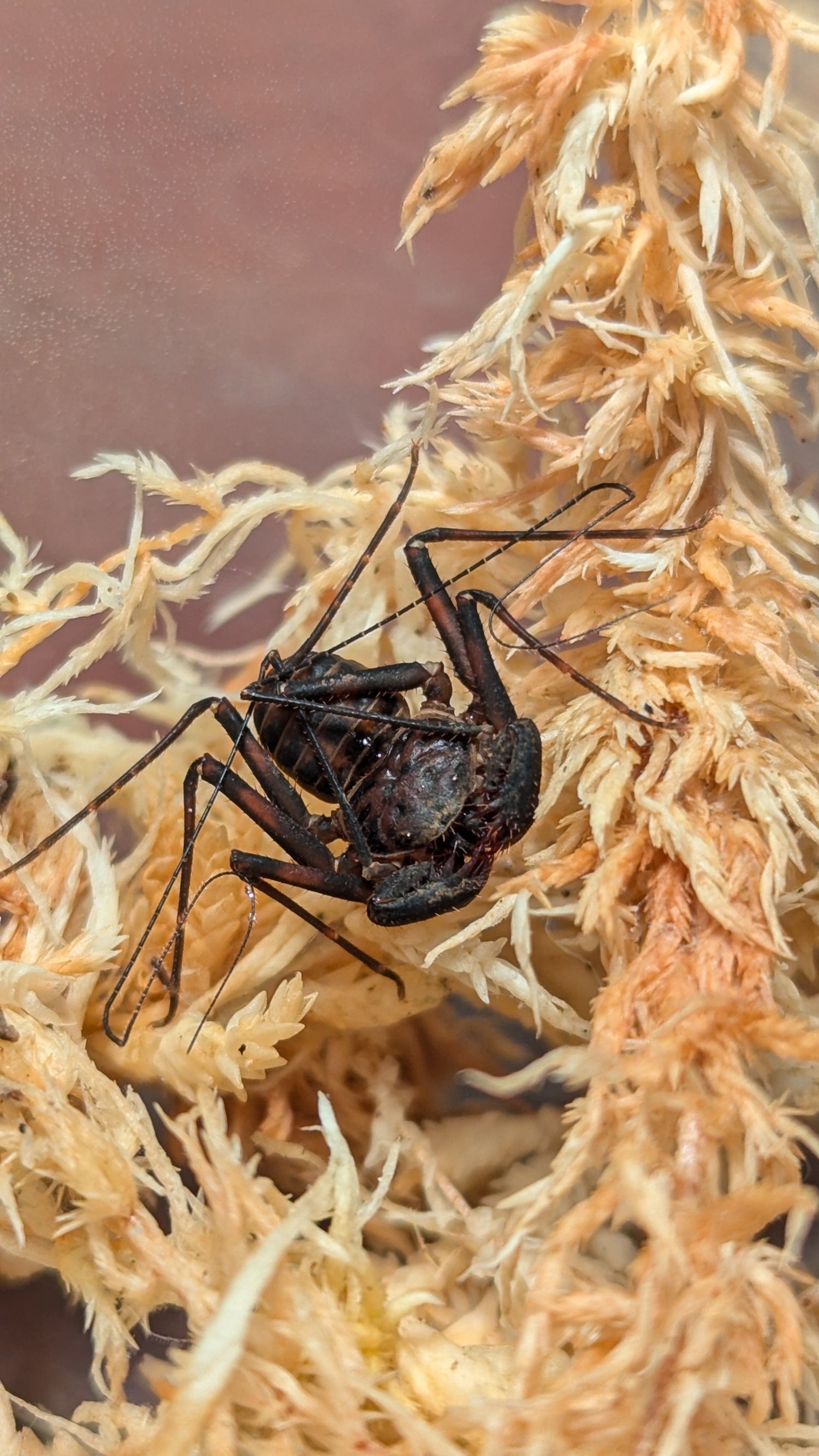 Other Invertebrates - Southern Invertebrates 2.0