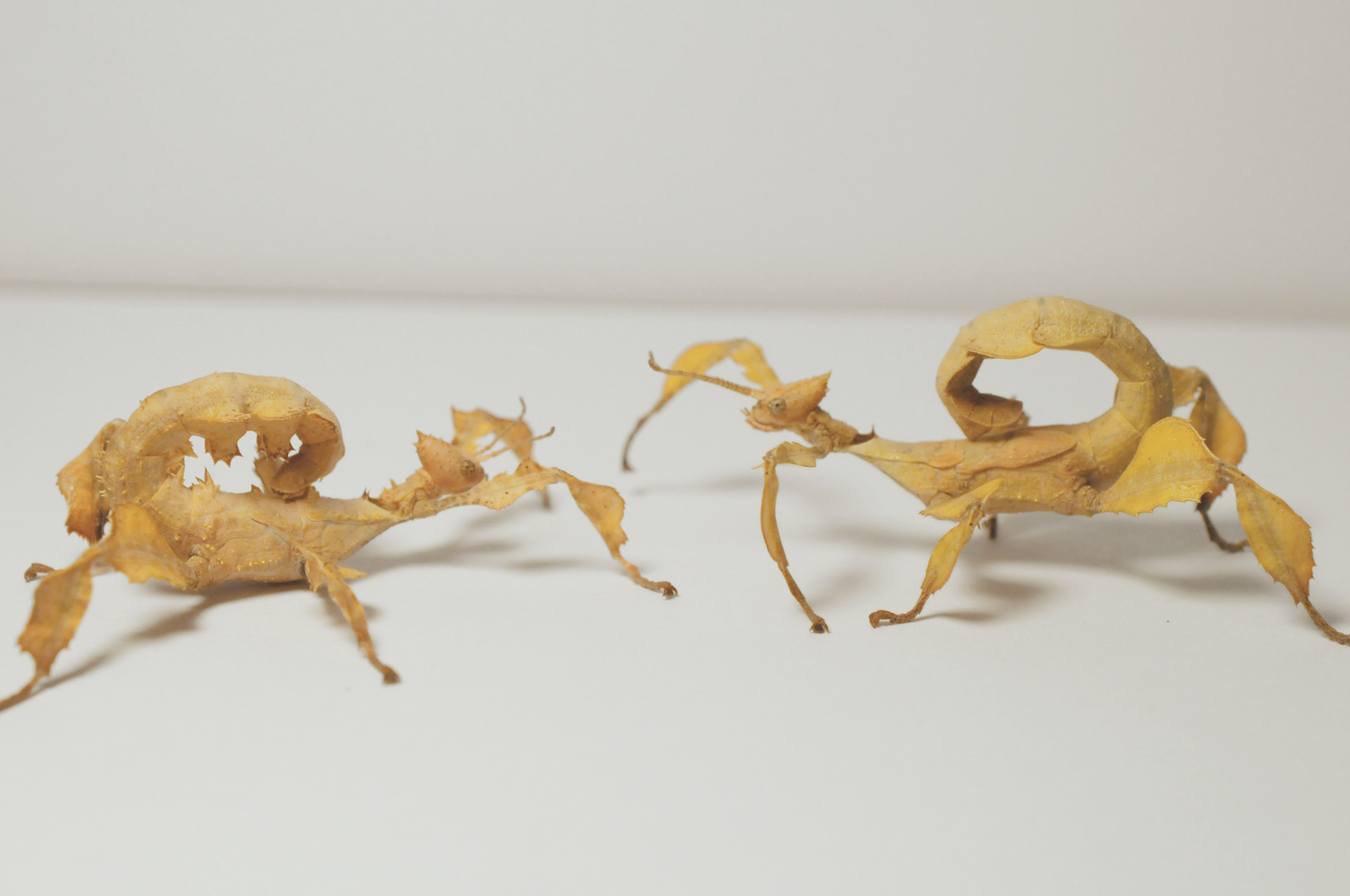 Insects - Southern Invertebrates 2.0