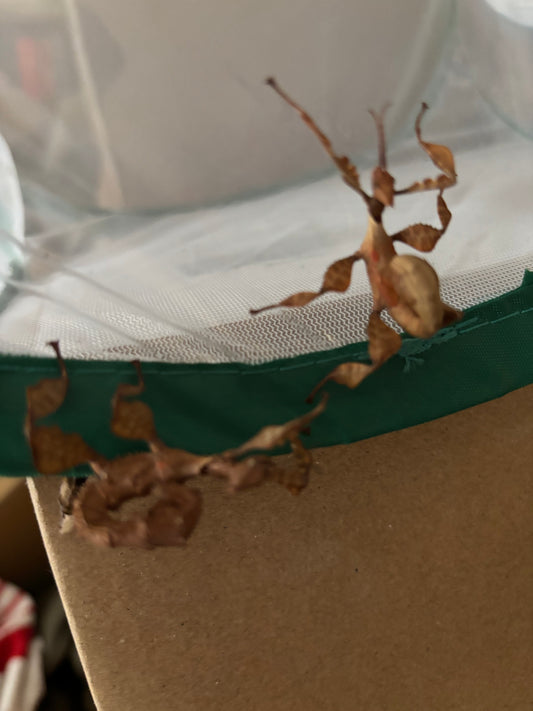 Juvenile spiny stick insect female.