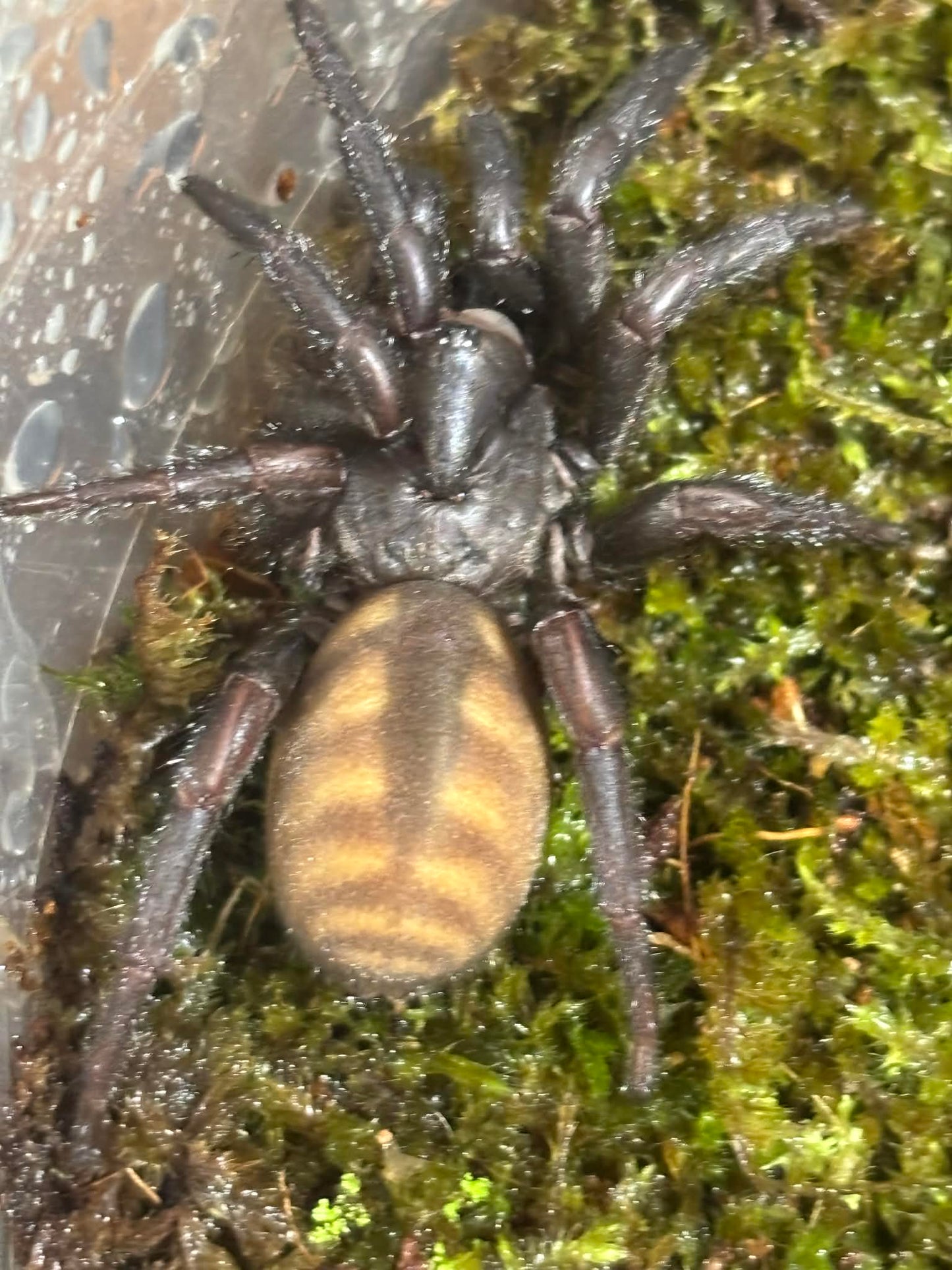 Hi everyone we are now closed until the 20th of march.