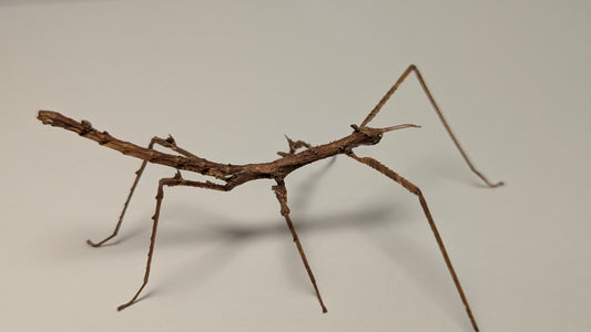 Crowned Stick Insect - Onchestus rentzi