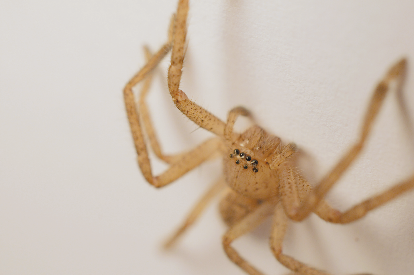 Badge Huntsman (Neosparassus) - Small Juvenile - North Coast
