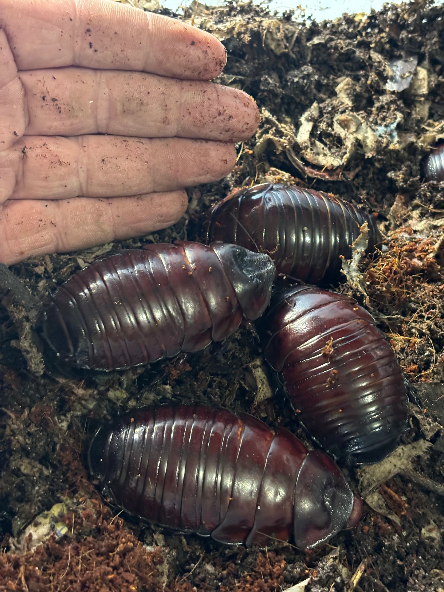 Male burrowing roaches.