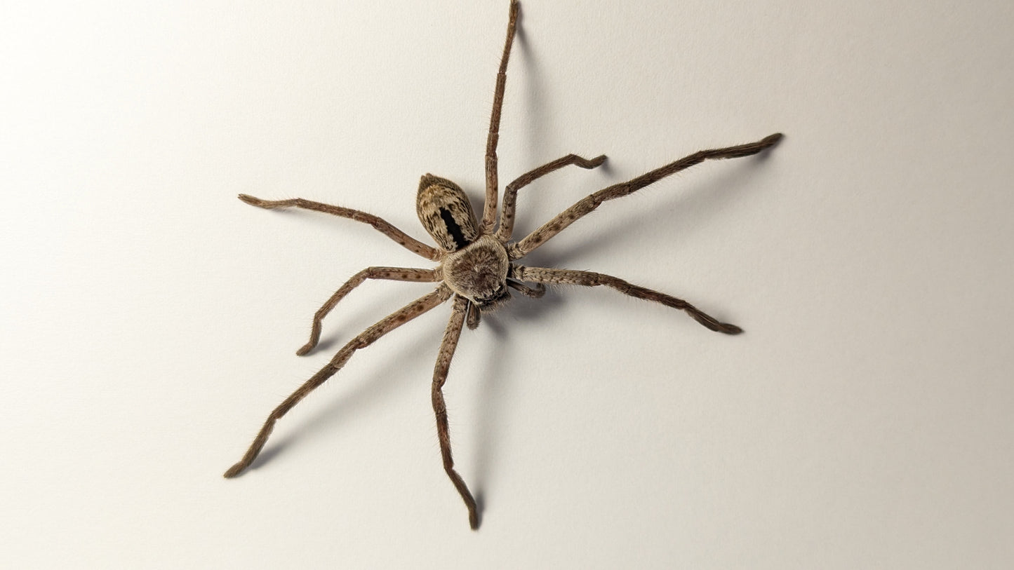 Banded Huntsman (Holconia immanis) - Sub-adult - North Coast