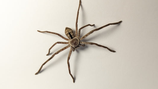 Banded Huntsman (Holconia immanis) - Sub-adult - North Coast