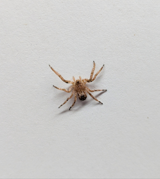 Cryptic Crab spider - Stephanopis sp. Juvenile - Cairns