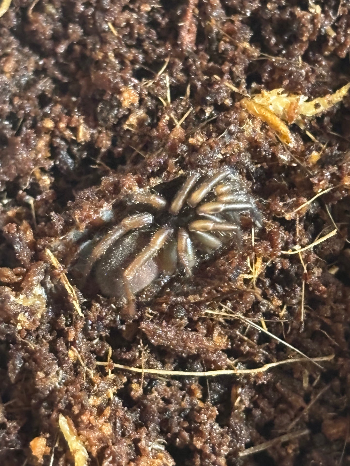 Arbanitis mt glorious sling.