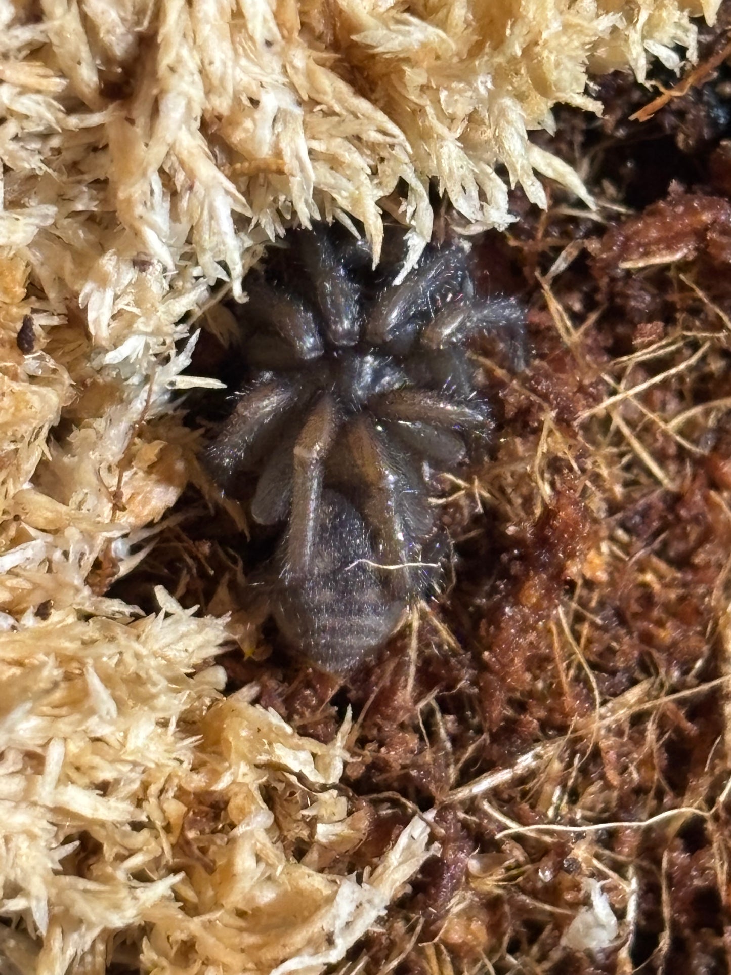 Arbanitis gracilis large sling.