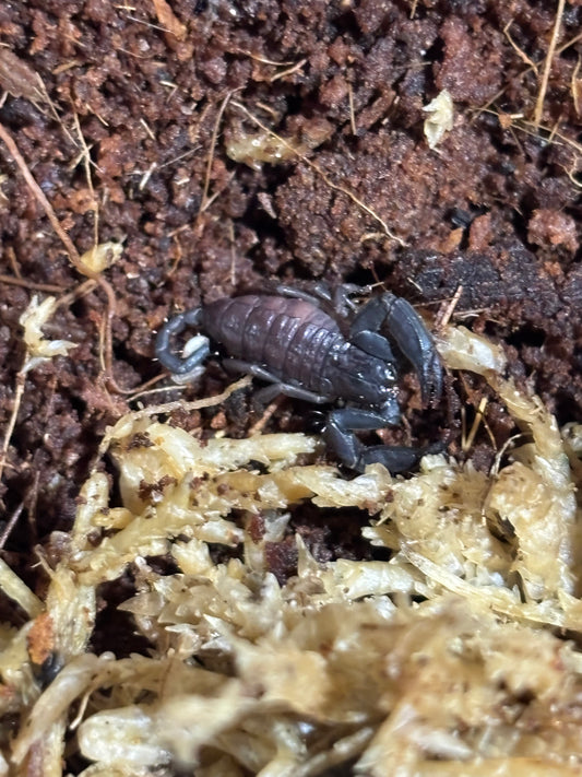 Rainforest scorplings captive bred.